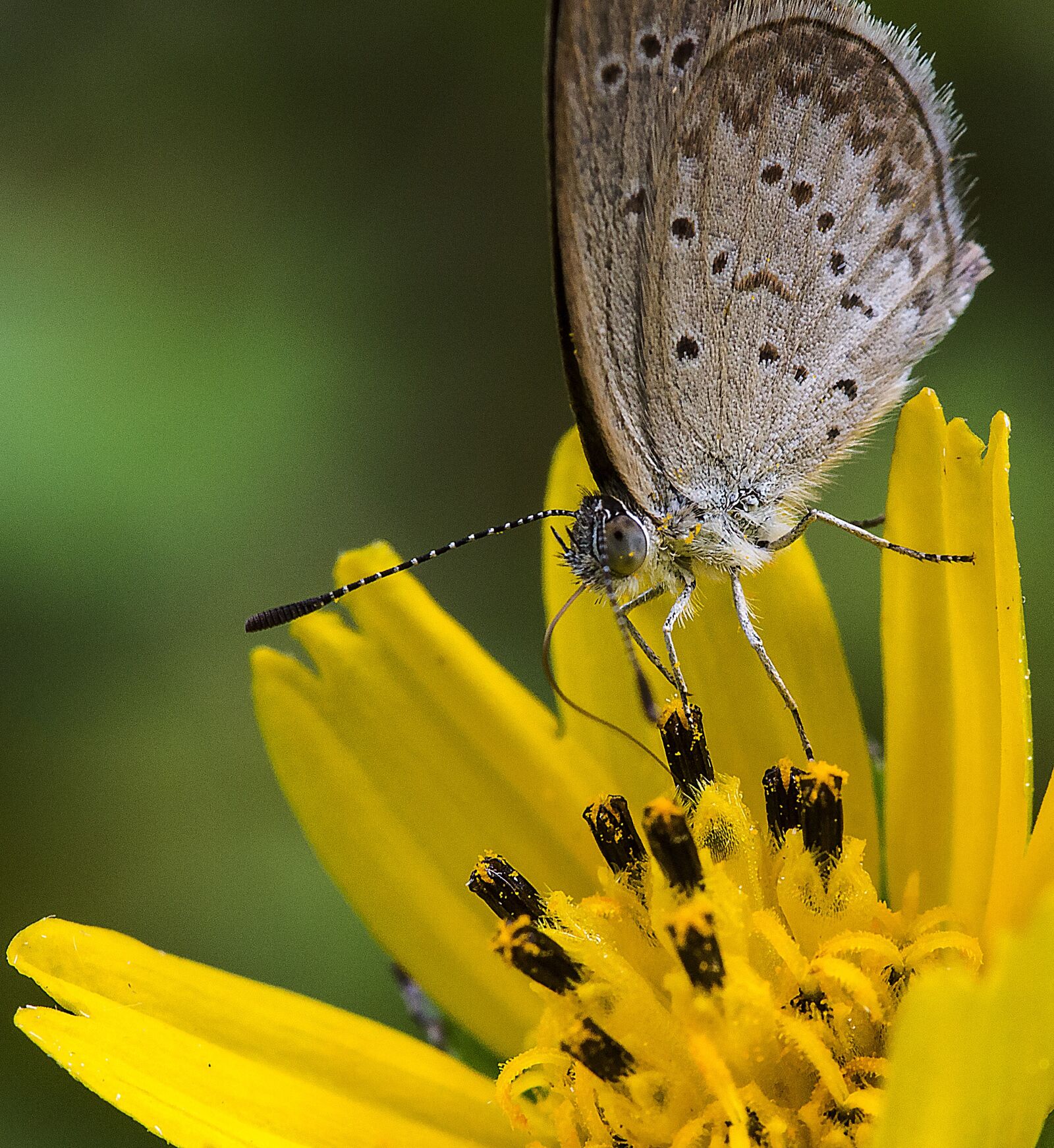 Canon EOS 60D + Canon EF 100mm F2.8 Macro USM sample photo. Butterfly, close-up, nature photography
