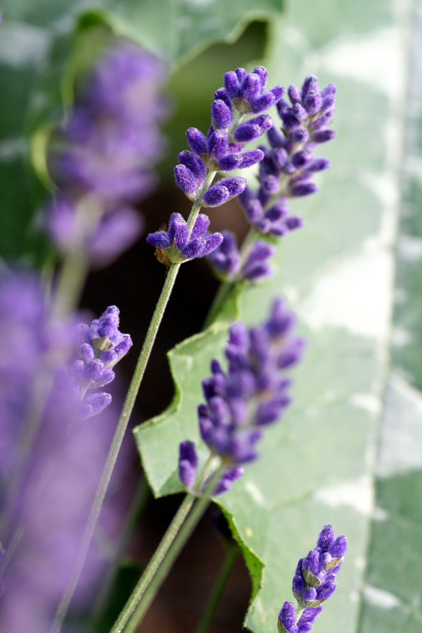 Canon EOS 350D (EOS Digital Rebel XT / EOS Kiss Digital N) sample photo. Lavender, flower, perfume photography