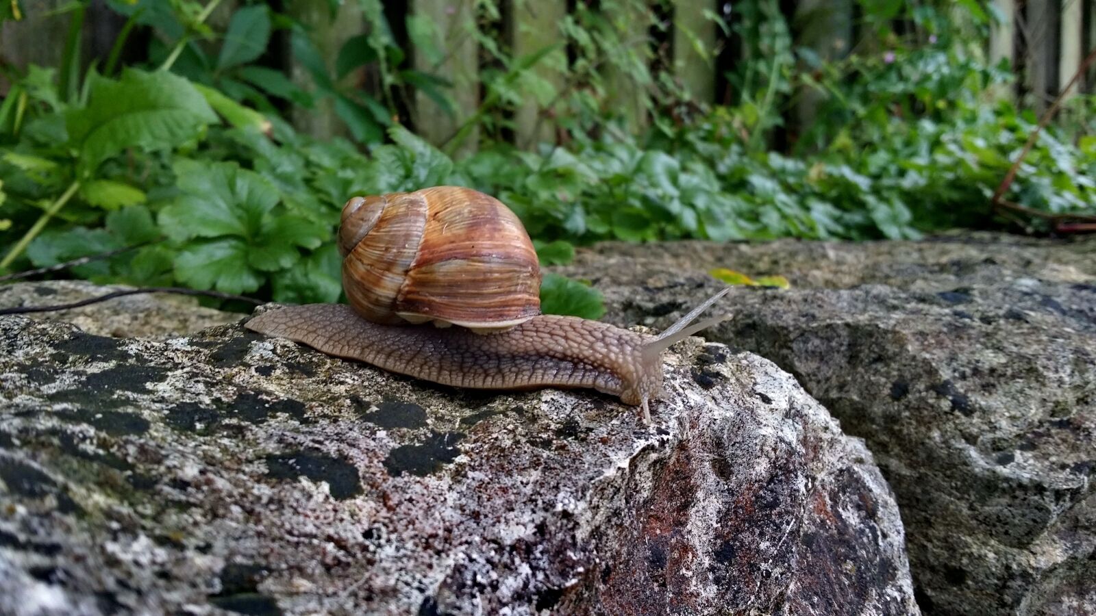 Samsung Galaxy S4 sample photo. Snail, stone, reptile photography