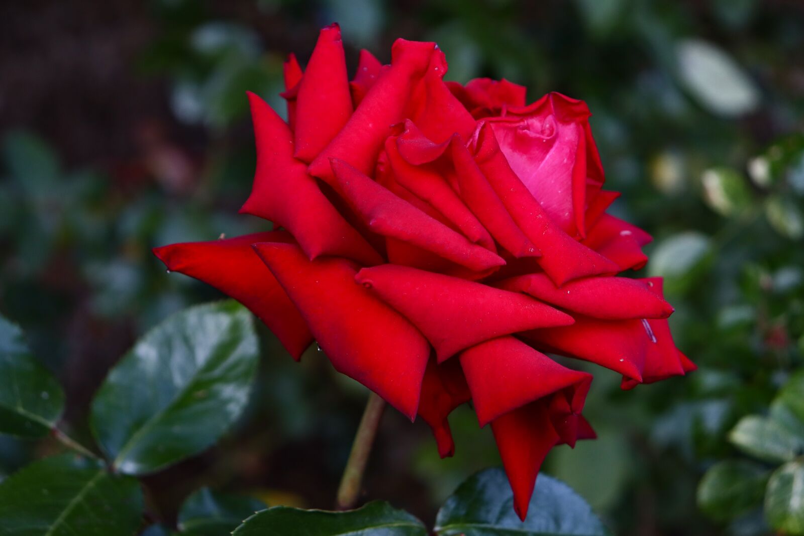 Canon EOS 250D (EOS Rebel SL3 / EOS Kiss X10 / EOS 200D II) + Canon EF-S 18-55mm F4-5.6 IS STM sample photo. Flower, rose, nature photography