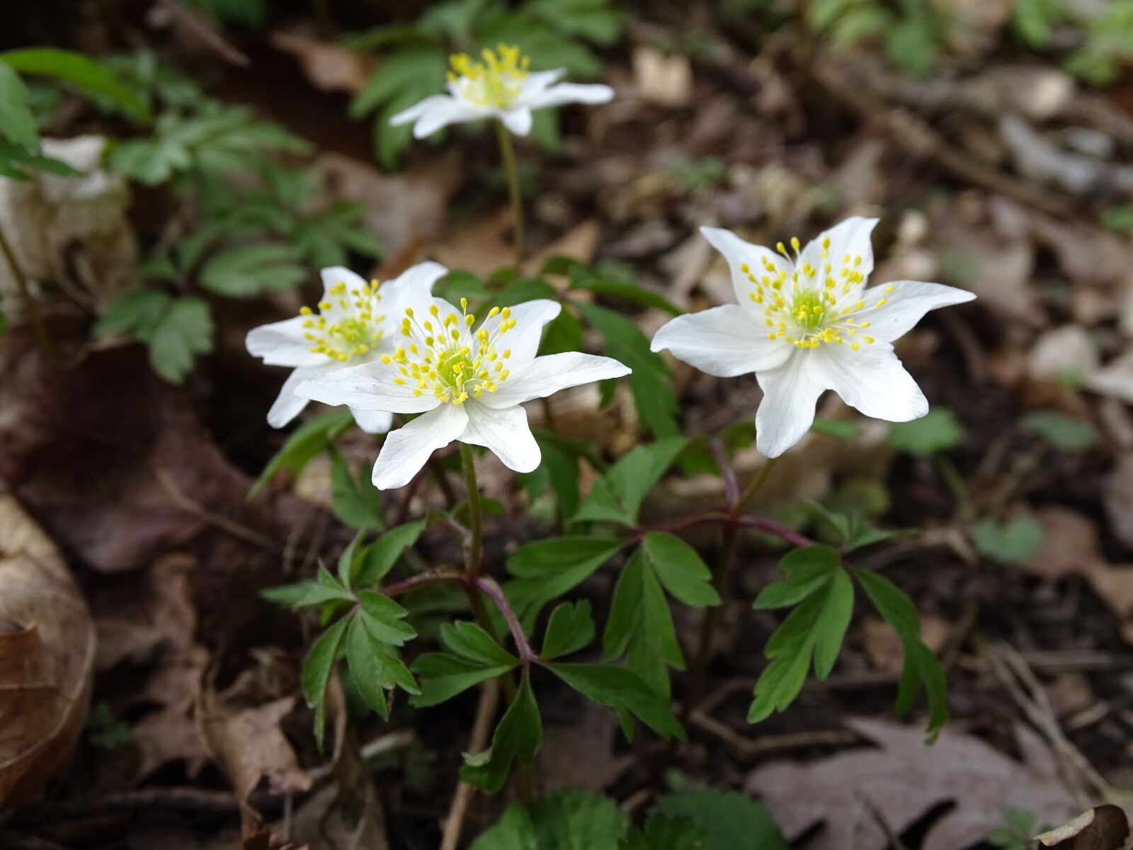 Sony Cyber-shot DSC-HX400V sample photo. Nature, flower, plant photography