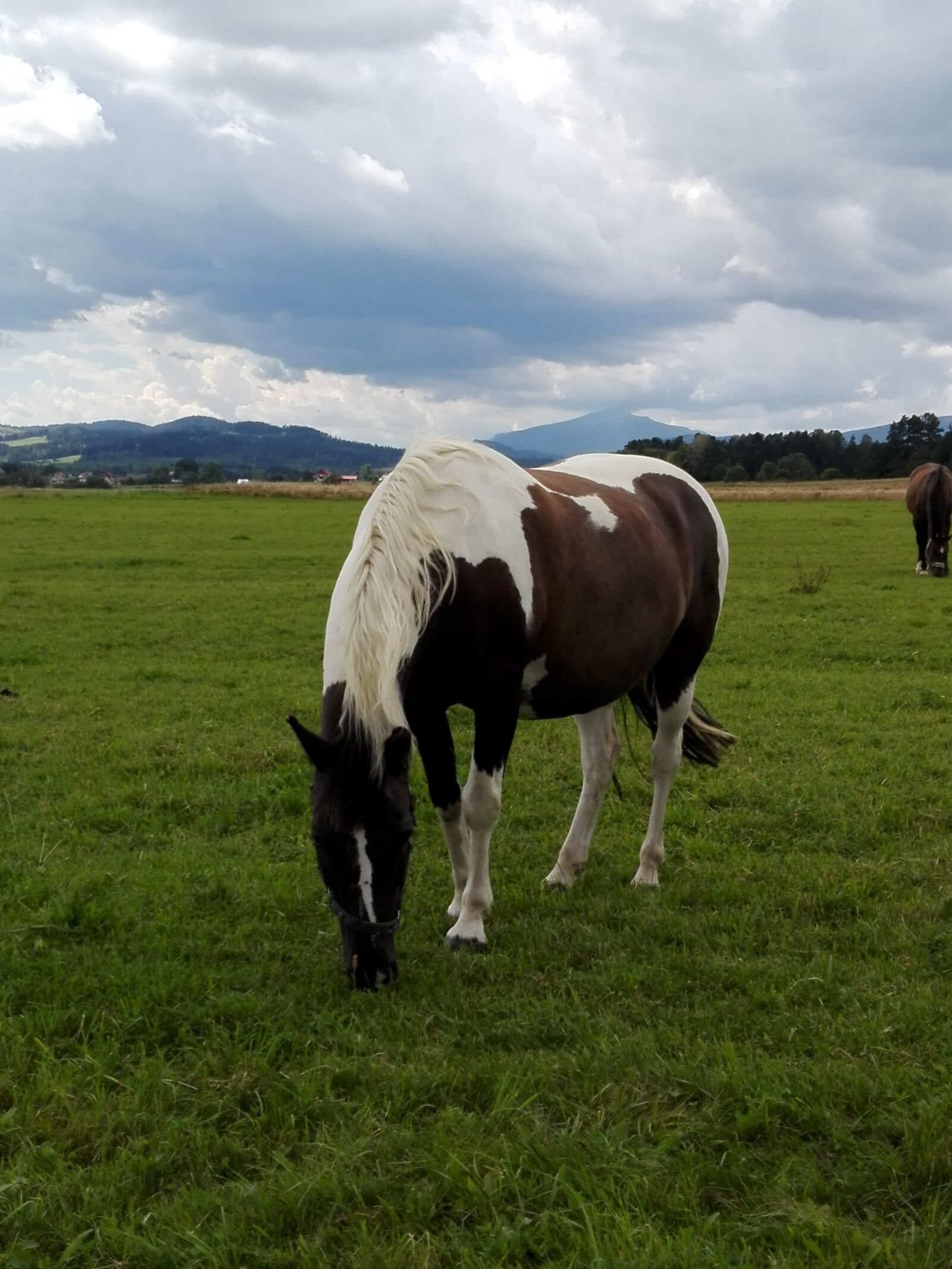 HUAWEI P8 Lite sample photo. Horse photography