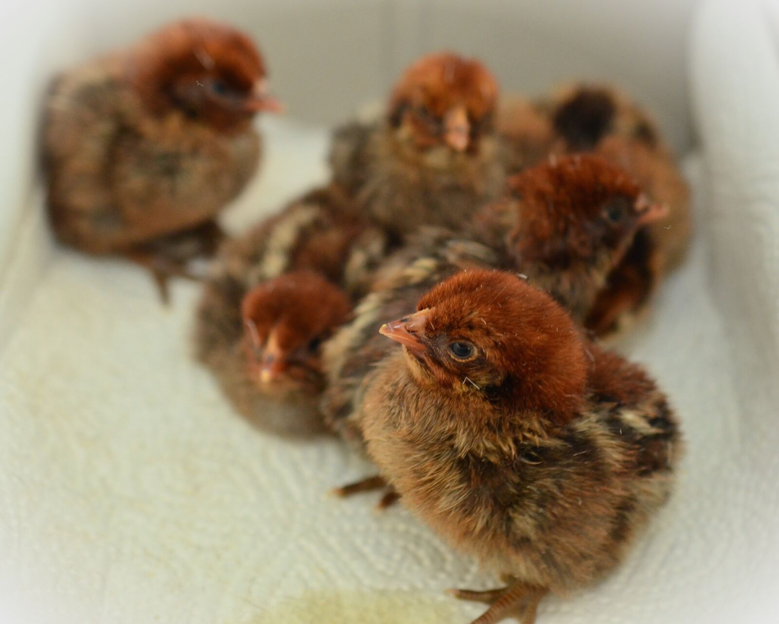 Nikon D5100 sample photo. Chicks, hatched, fluffy photography