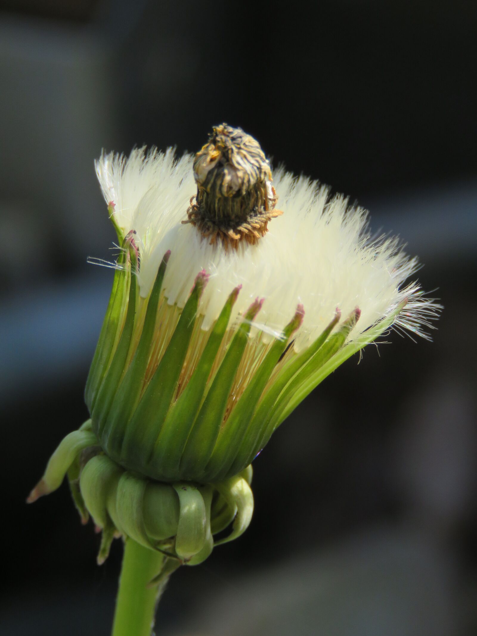 Canon PowerShot SX60 HS sample photo. Dandelion, fluff, seed photography