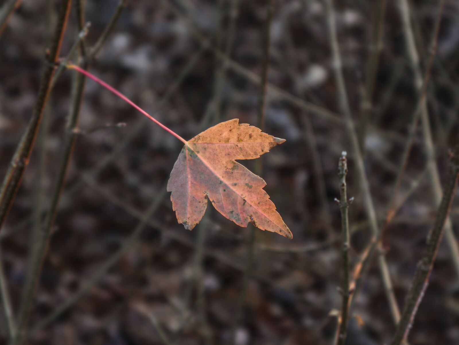 Canon EOS M6 + Canon EF-M 15-45mm F3.5-6.3 IS STM sample photo. Maple, leaf, autumn photography