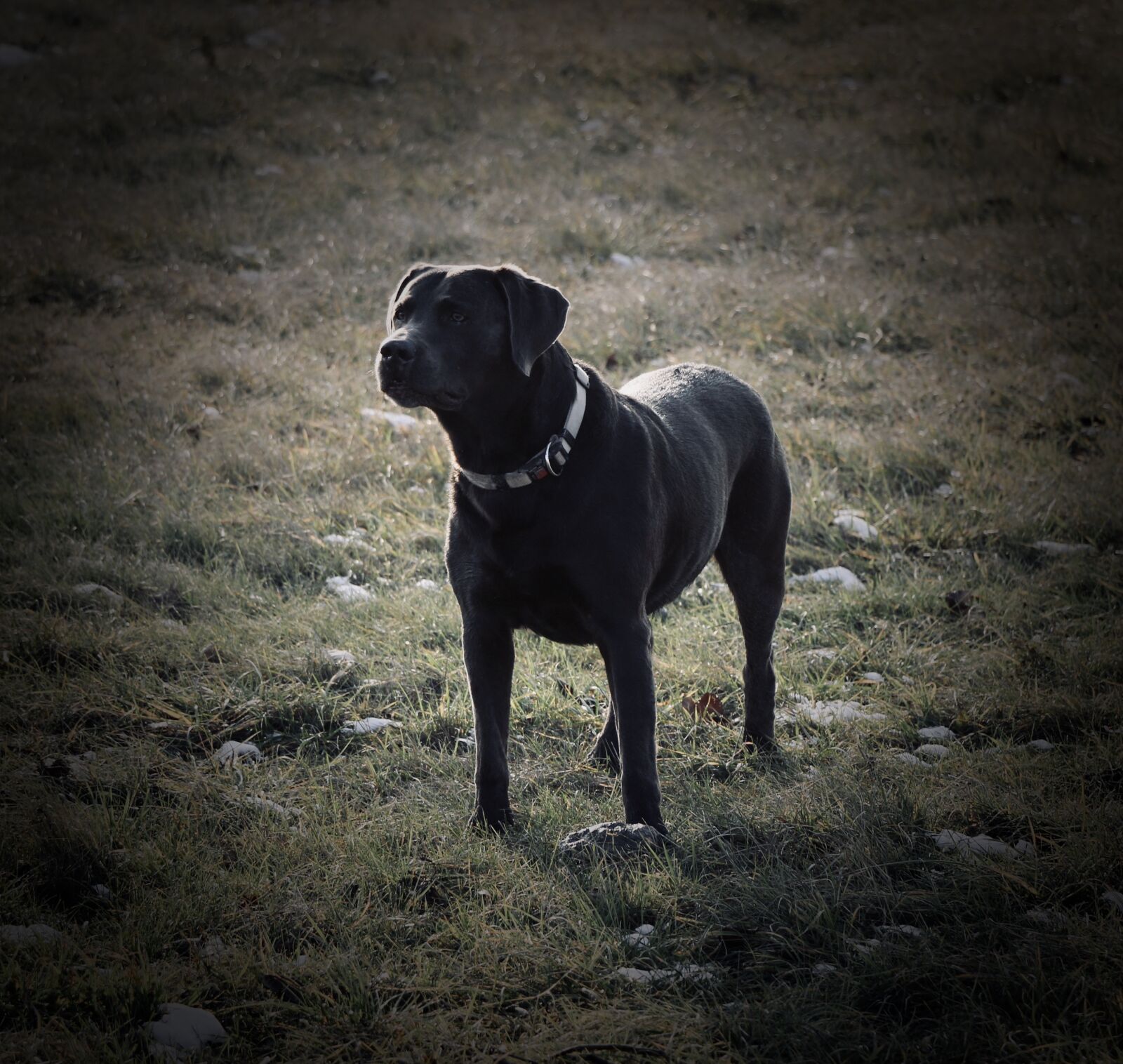 Canon EOS 70D sample photo. Labrador, dog, pet photography