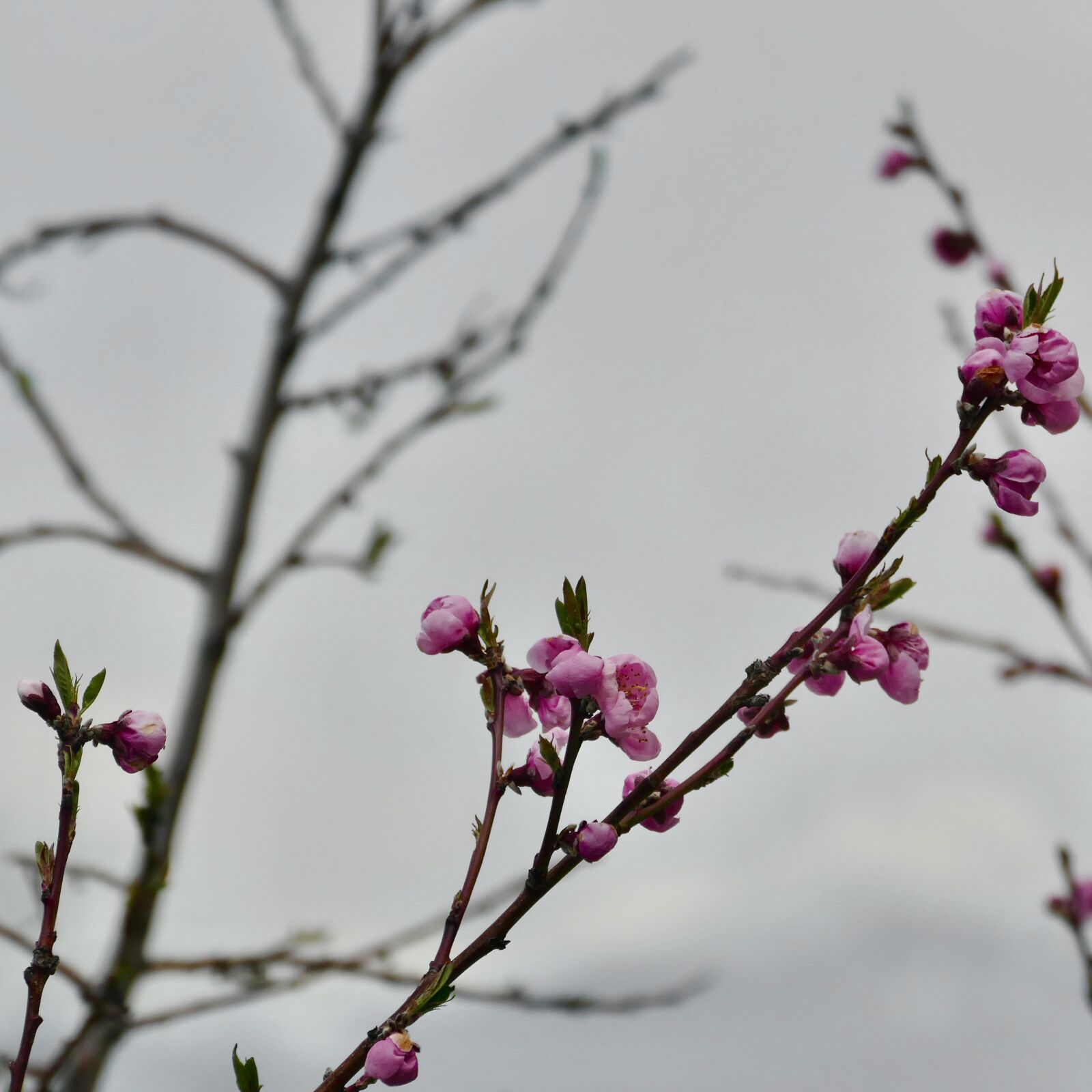 Panasonic Lumix DMC-FZ1000 sample photo. Flower, branch, spring photography