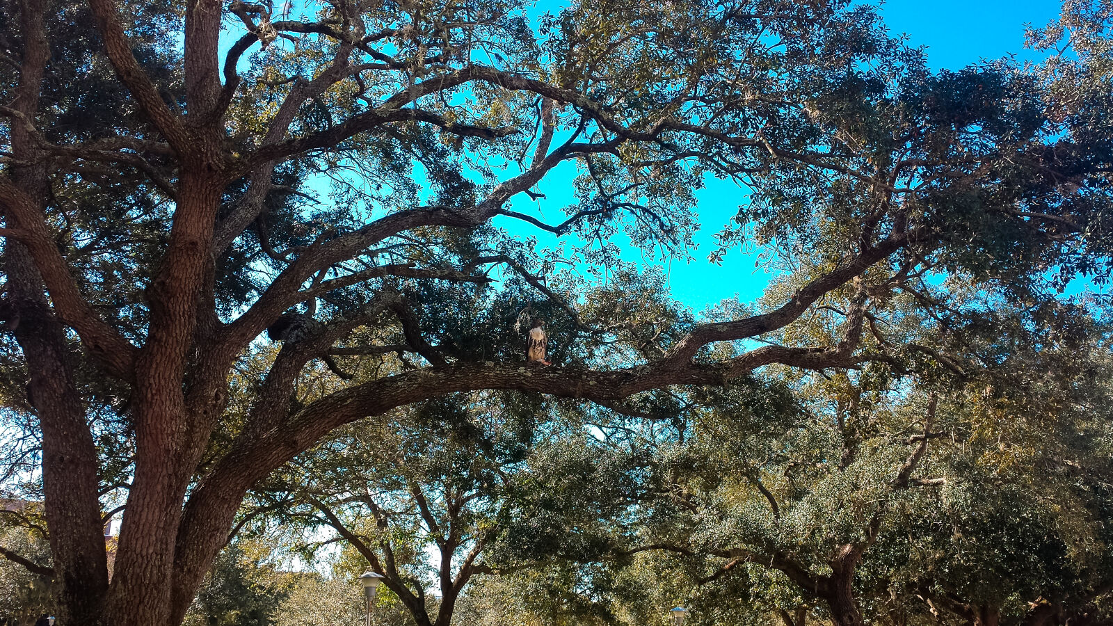 Samsung Galaxy S4 sample photo. Bird, blue, blue, skies photography