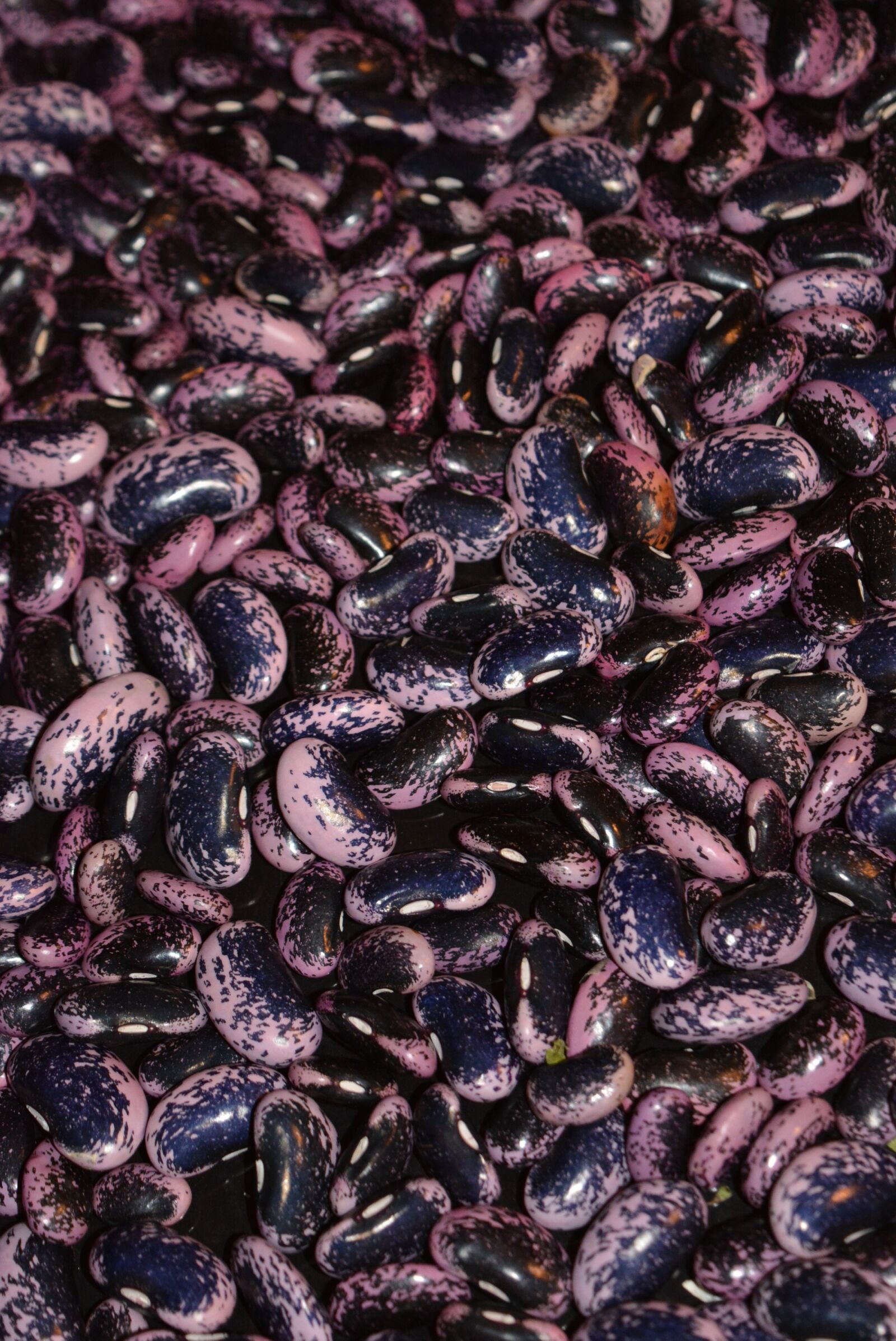 Nikon D5200 sample photo. Beans, vegetables, legumes photography