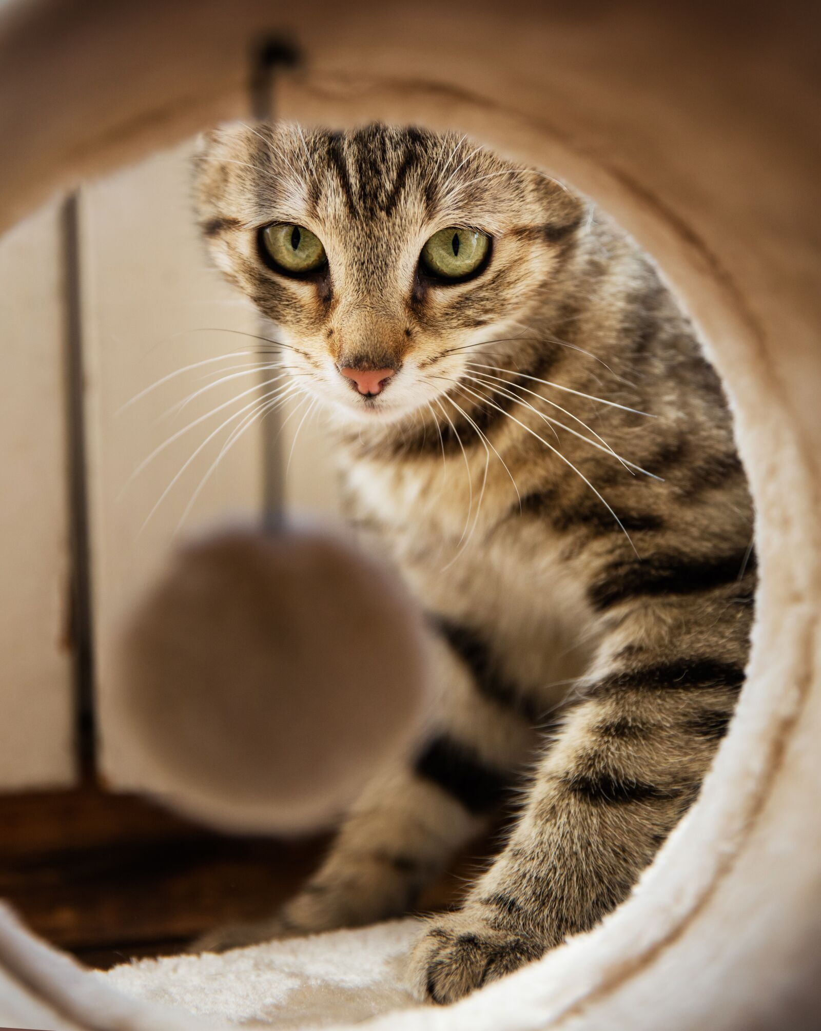 Canon EOS 5DS R sample photo. Cat, animal, home photography