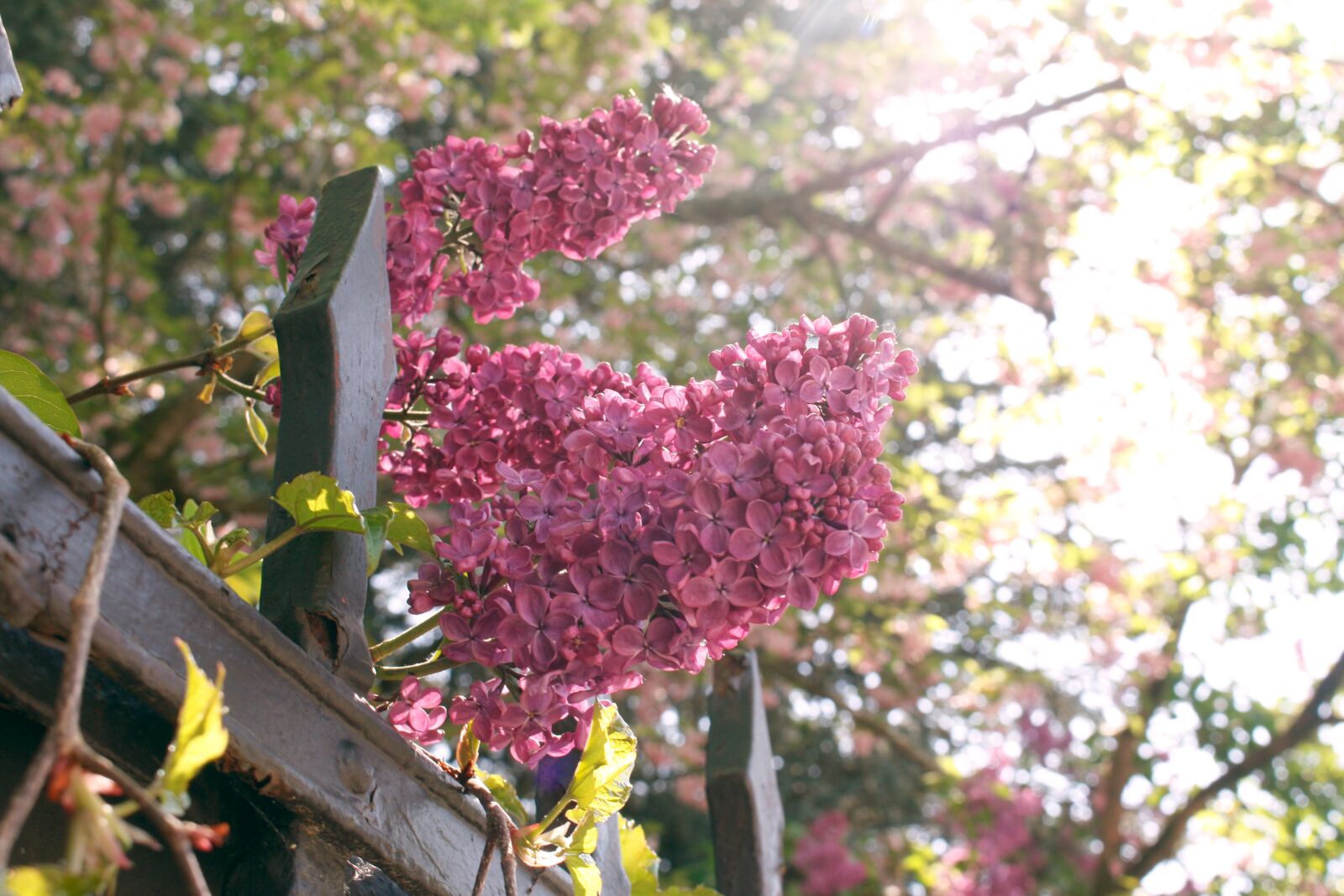 Canon EOS 450D (EOS Rebel XSi / EOS Kiss X2) sample photo. Lilac, light, shining photography