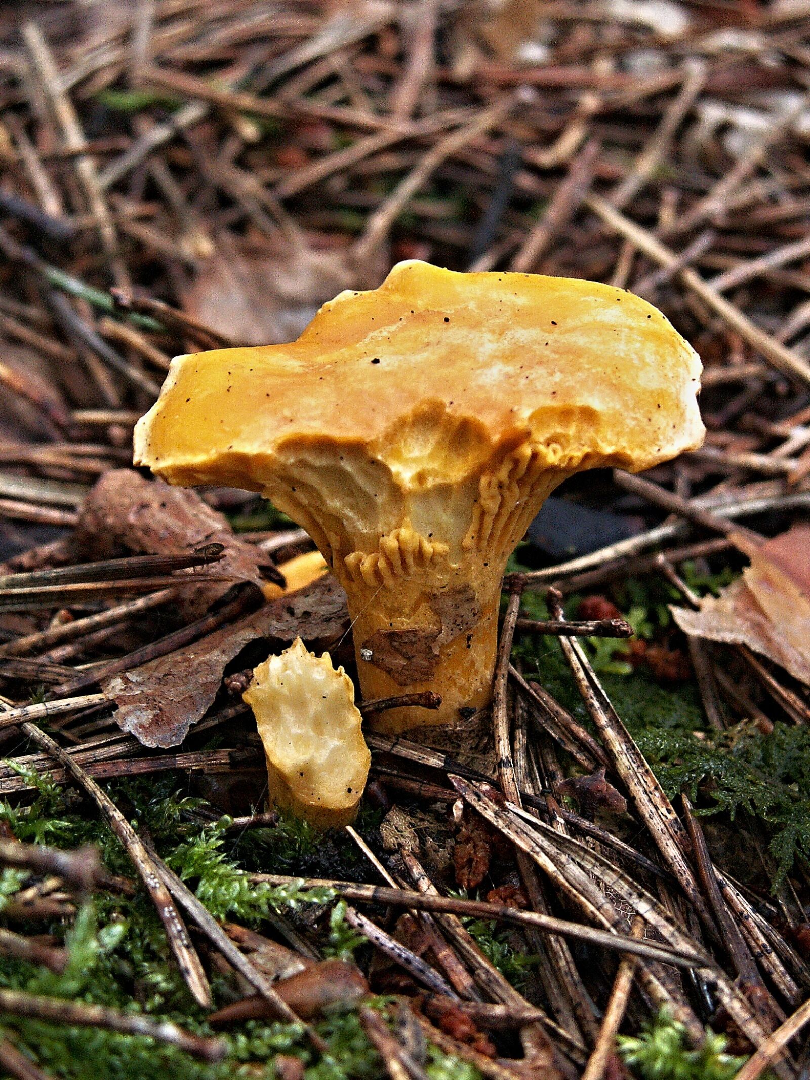 KONICA MINOLTA DiMAGE Z3 sample photo. Red fox, fungus, teeth photography