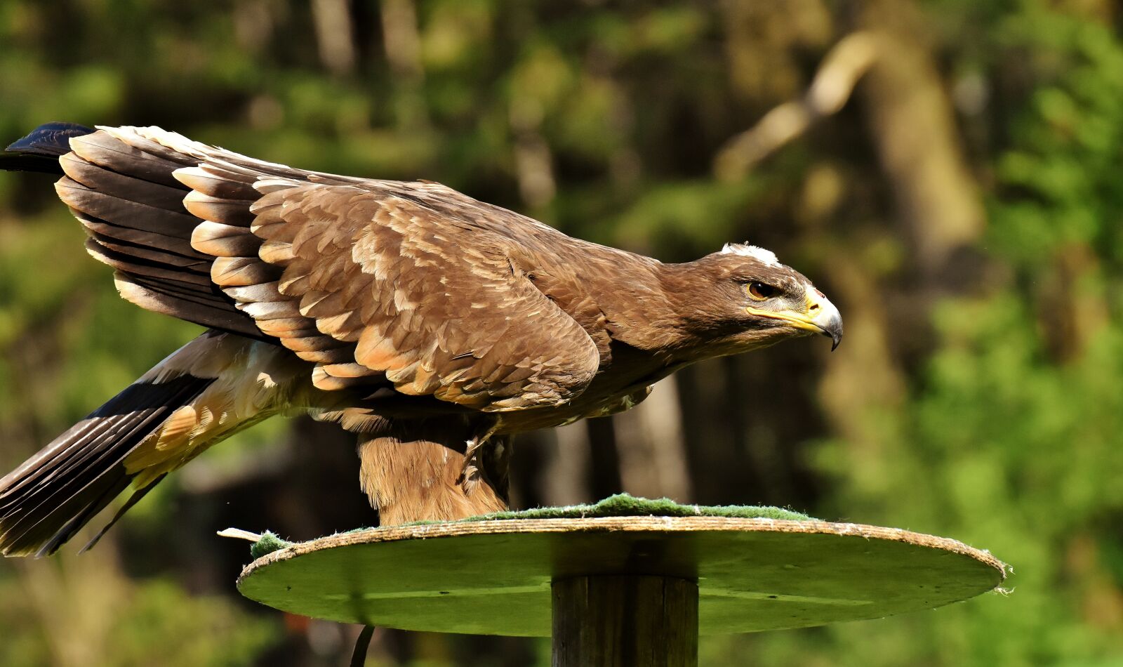Nikon D7200 sample photo. Adler, raptor, bird of photography