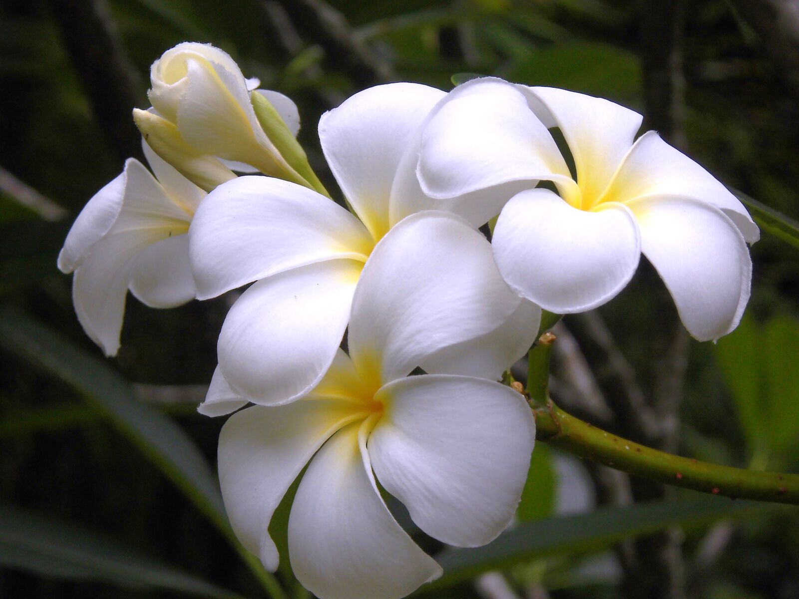 MEDION MD86824 sample photo. Thailand, flower, violet photography