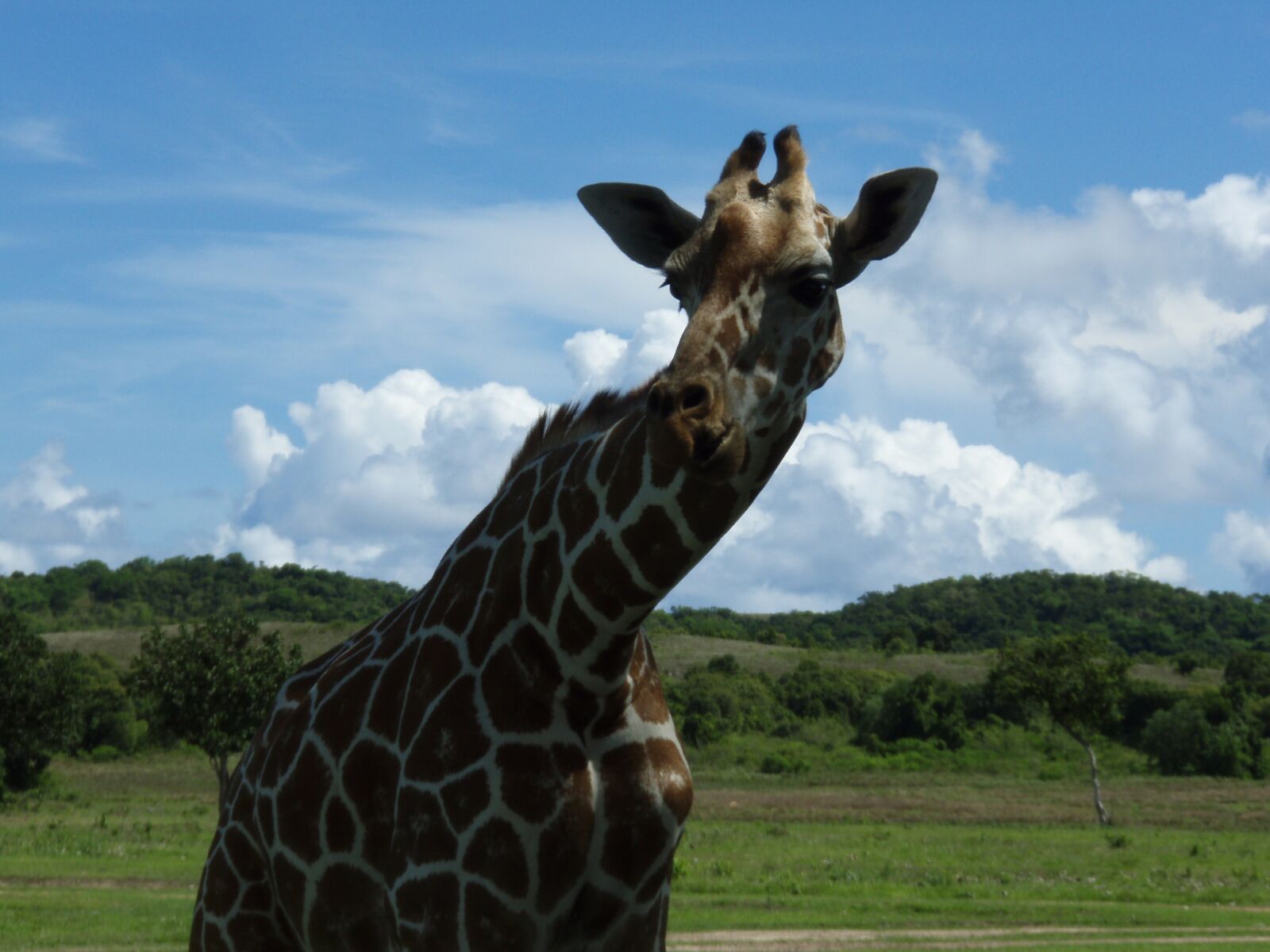 Olympus u770SW,S770SW sample photo. Giraffe, animal, safari photography