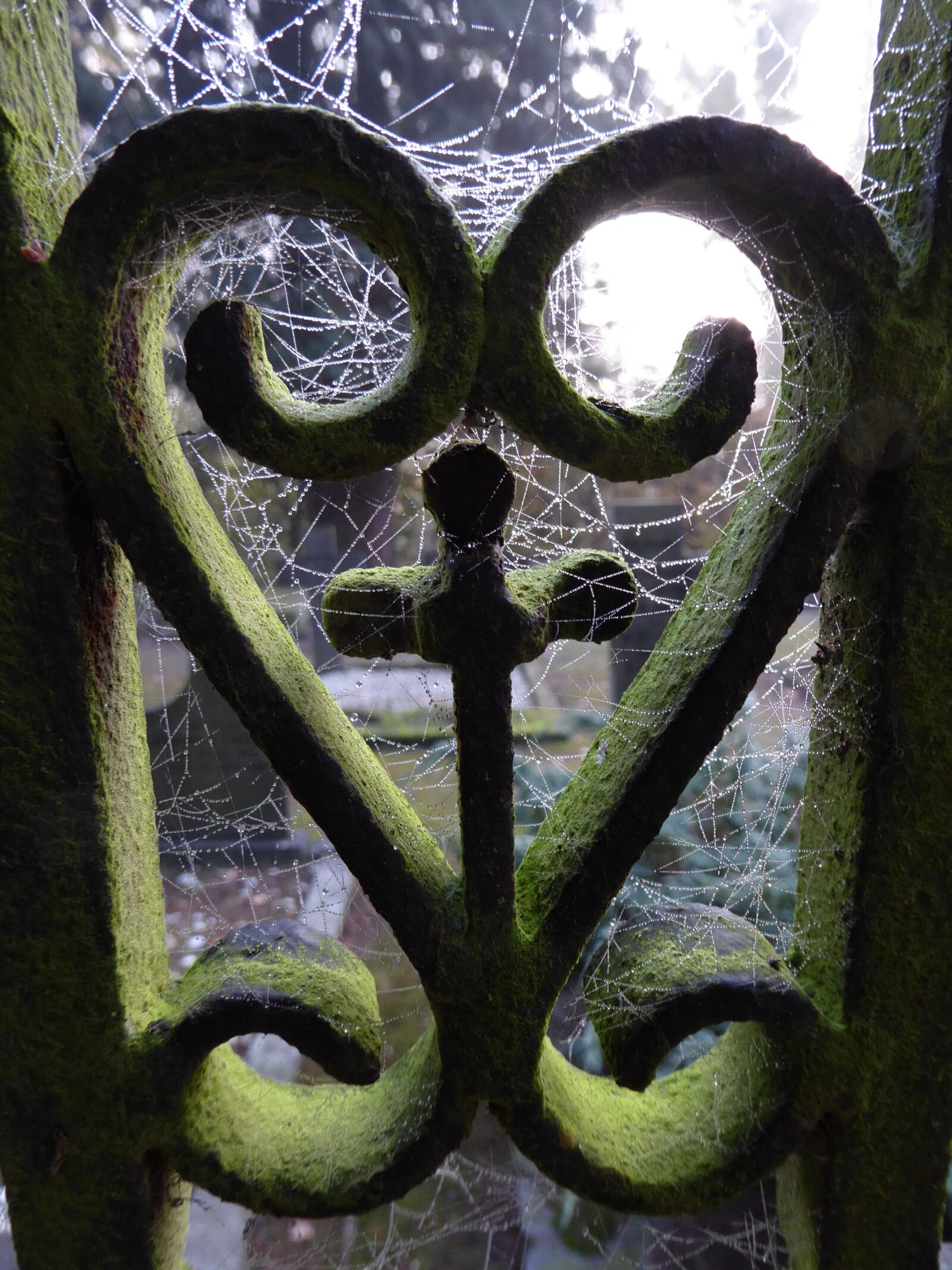 Panasonic Lumix DMC-ZS50 (Lumix DMC-TZ70) sample photo. Heart, foggy, dew photography