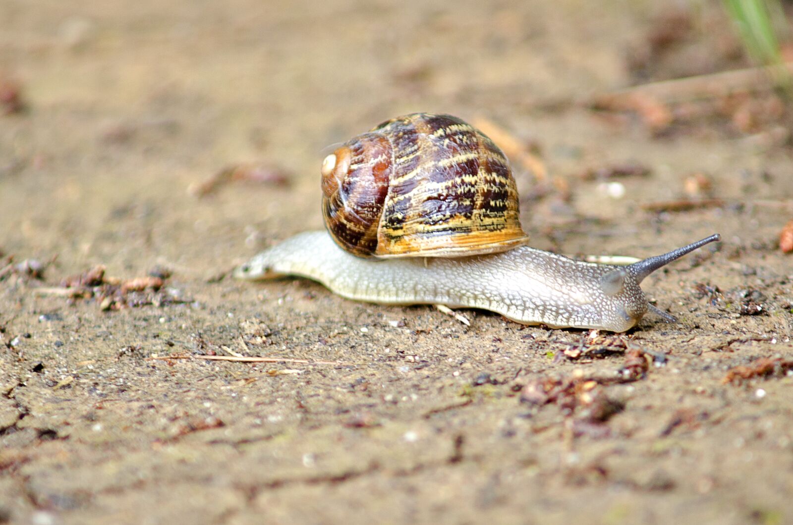 Nikon D5100 sample photo. Snail, macro, earth photography
