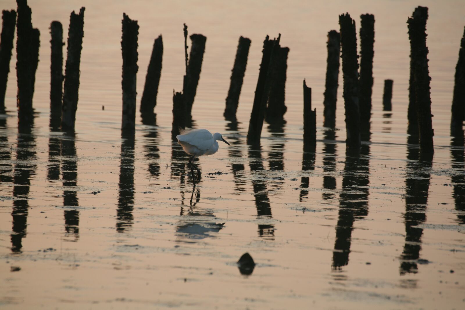 Canon EOS 5D sample photo. Shenzhen, bird, sea photography