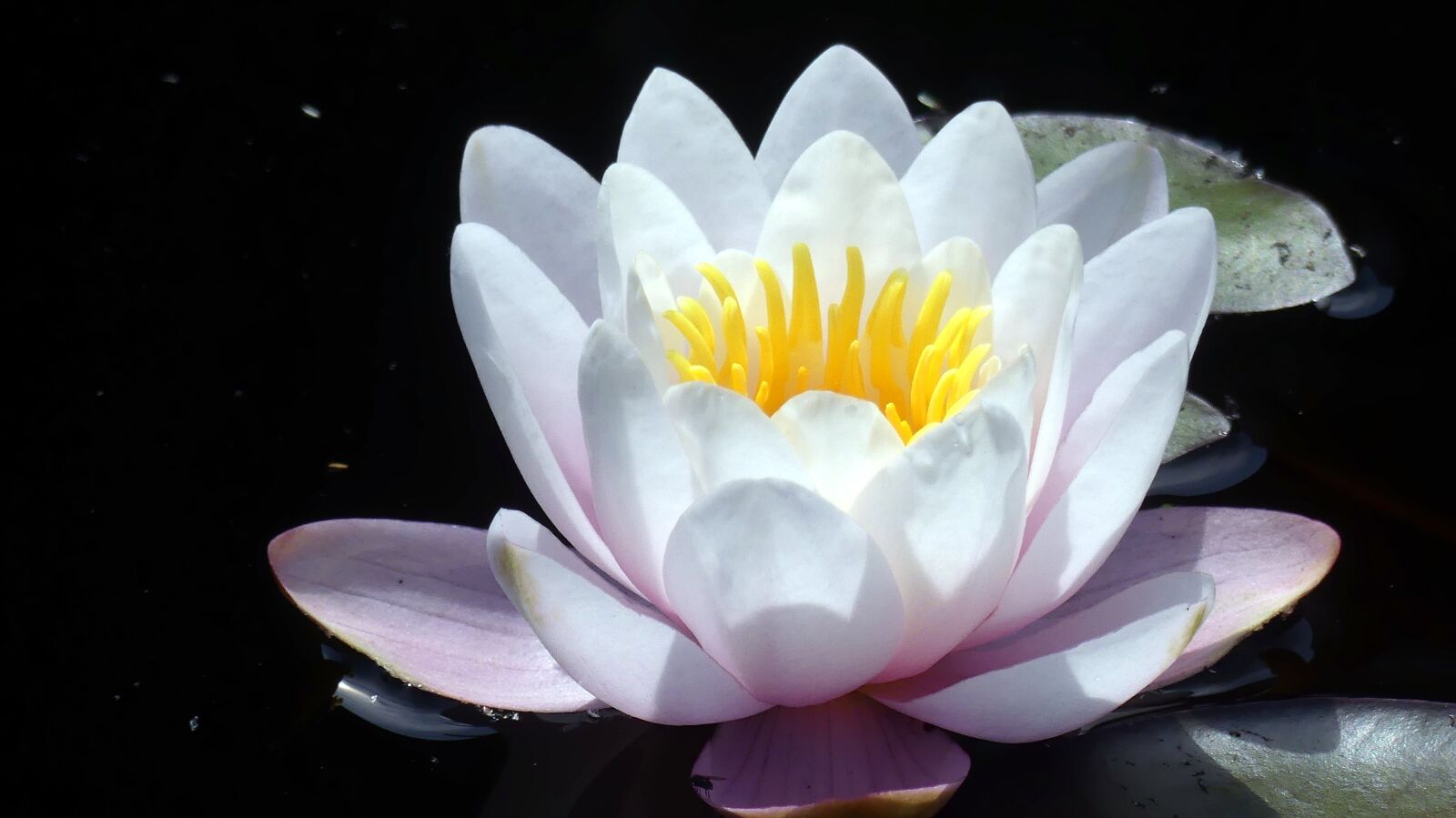 Panasonic Lumix DMC-FZ300 sample photo. Nuphar lutea, garden, pond photography