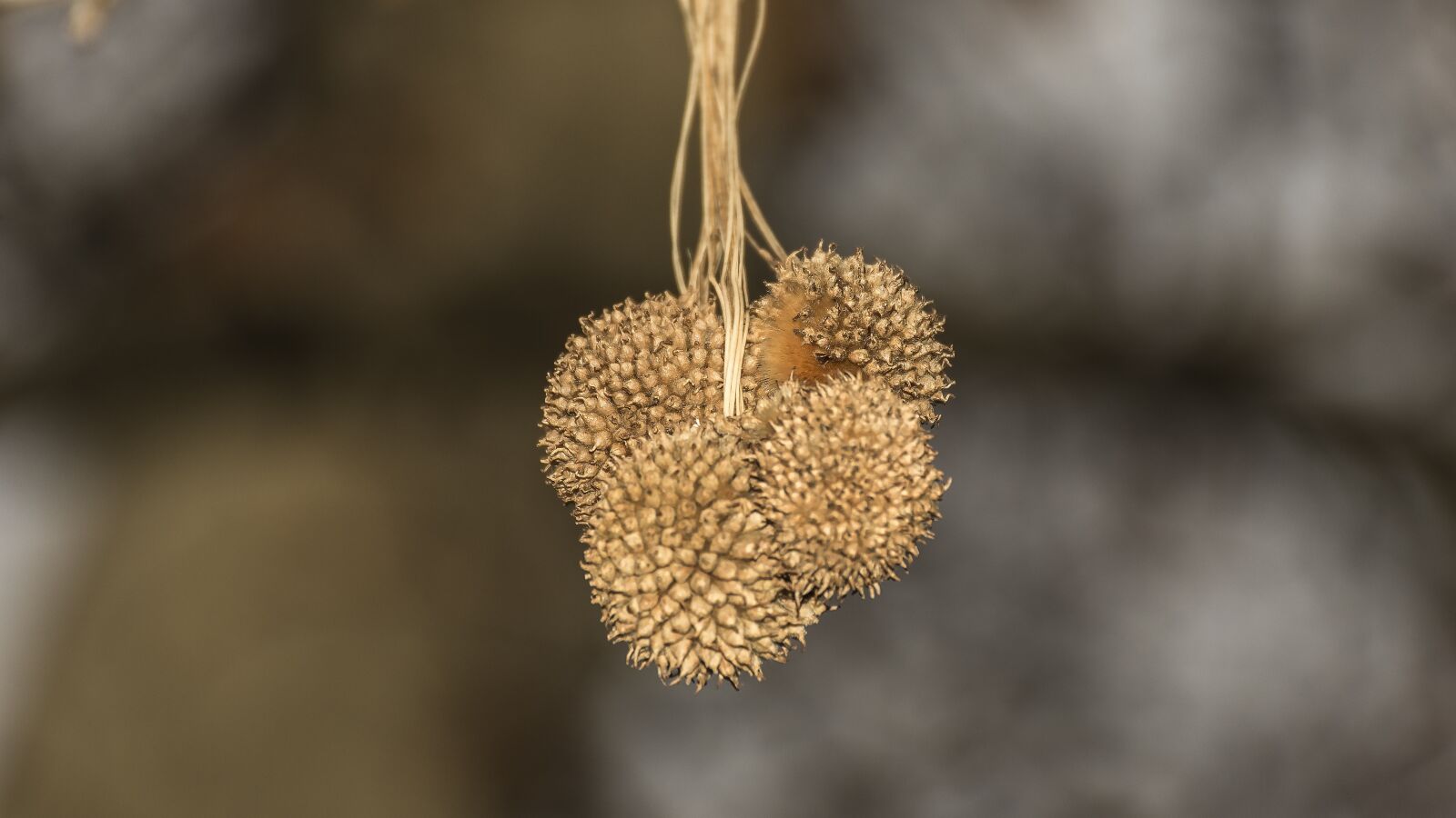Nikon D7200 sample photo. Macro, plant, nature photography