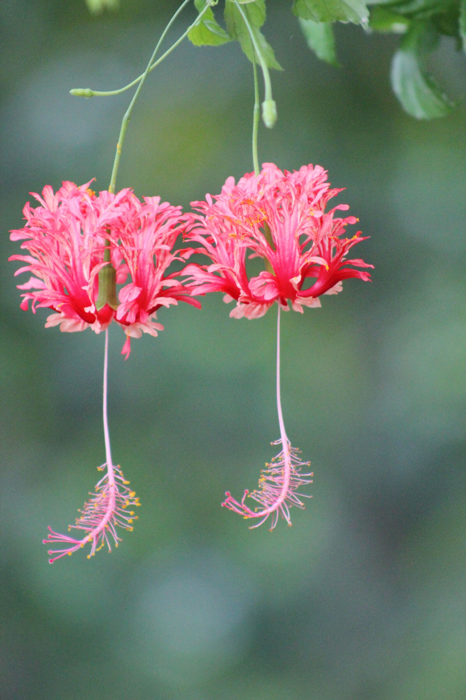 Canon EF75-300mm f/4-5.6 sample photo. Nature, flower, wallpaper photography
