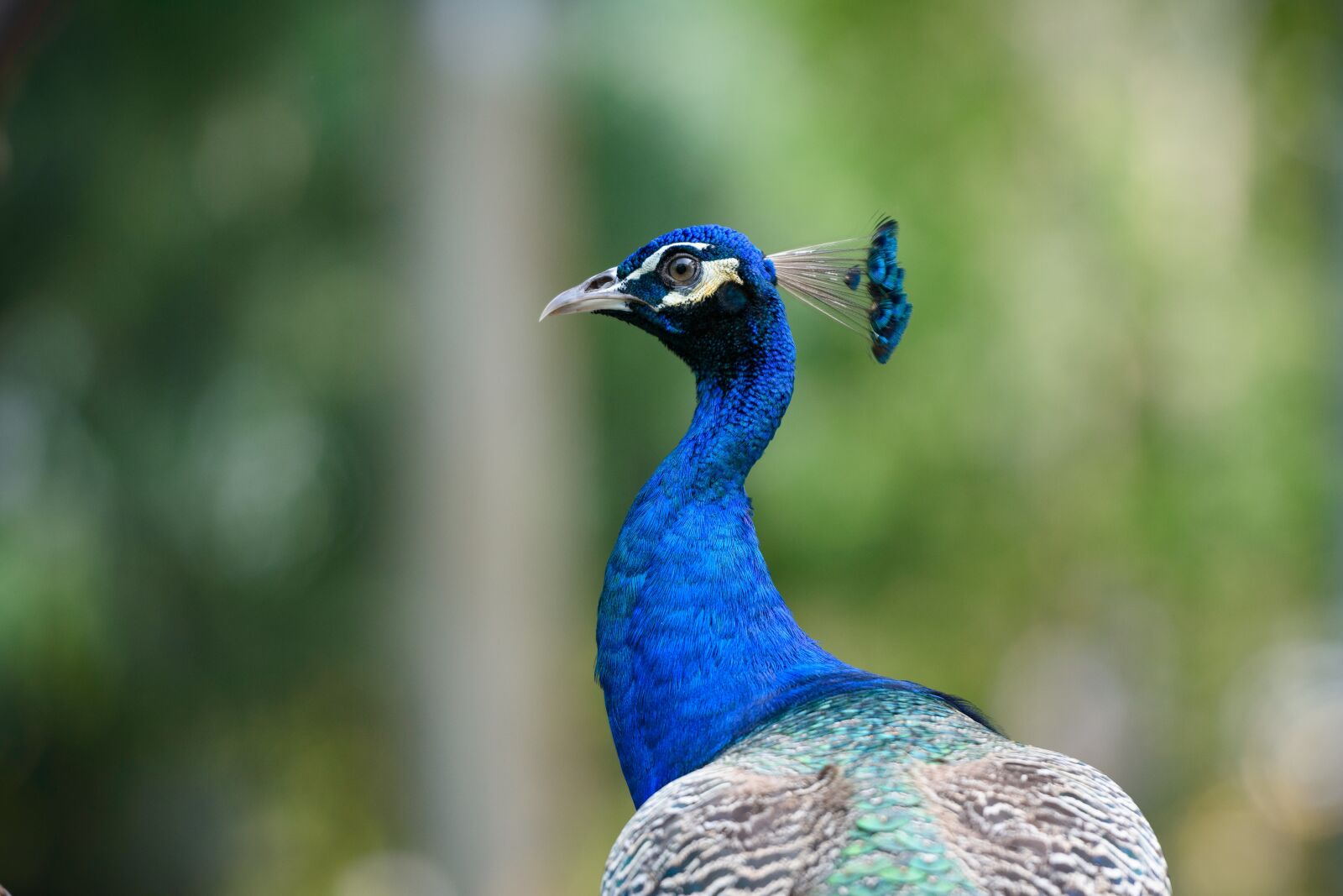 Nikon D3400 sample photo. Peacock, animal, bird photography