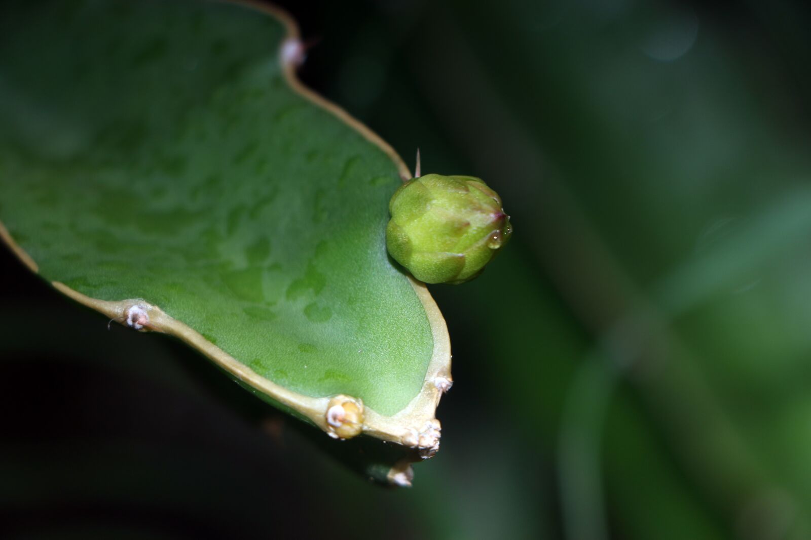 Canon EOS 70D sample photo. Plant, dragon fruit, the photography