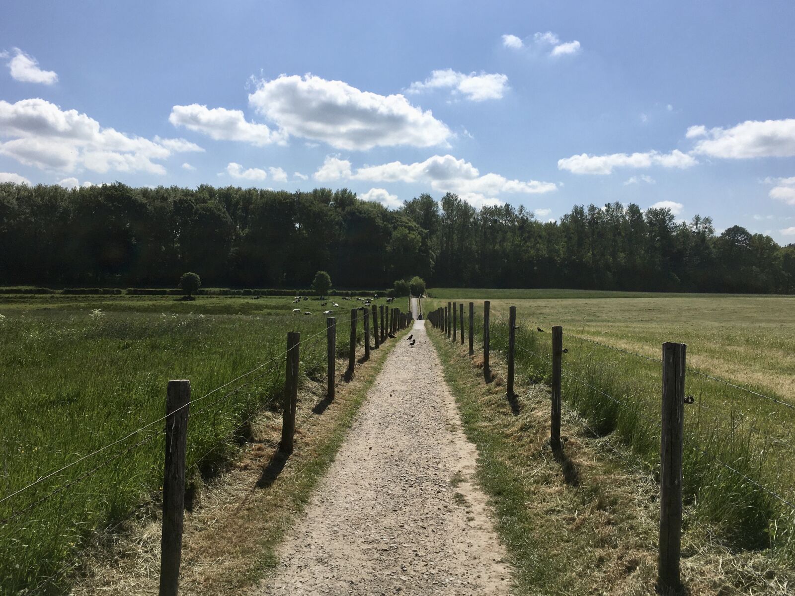 Apple iPhone 6s sample photo. Away, walk, meadow photography
