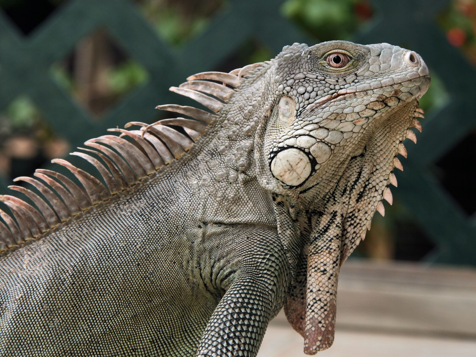 Canon EOS 400D (EOS Digital Rebel XTi / EOS Kiss Digital X) sample photo. Iguana, reptile, bonaire photography