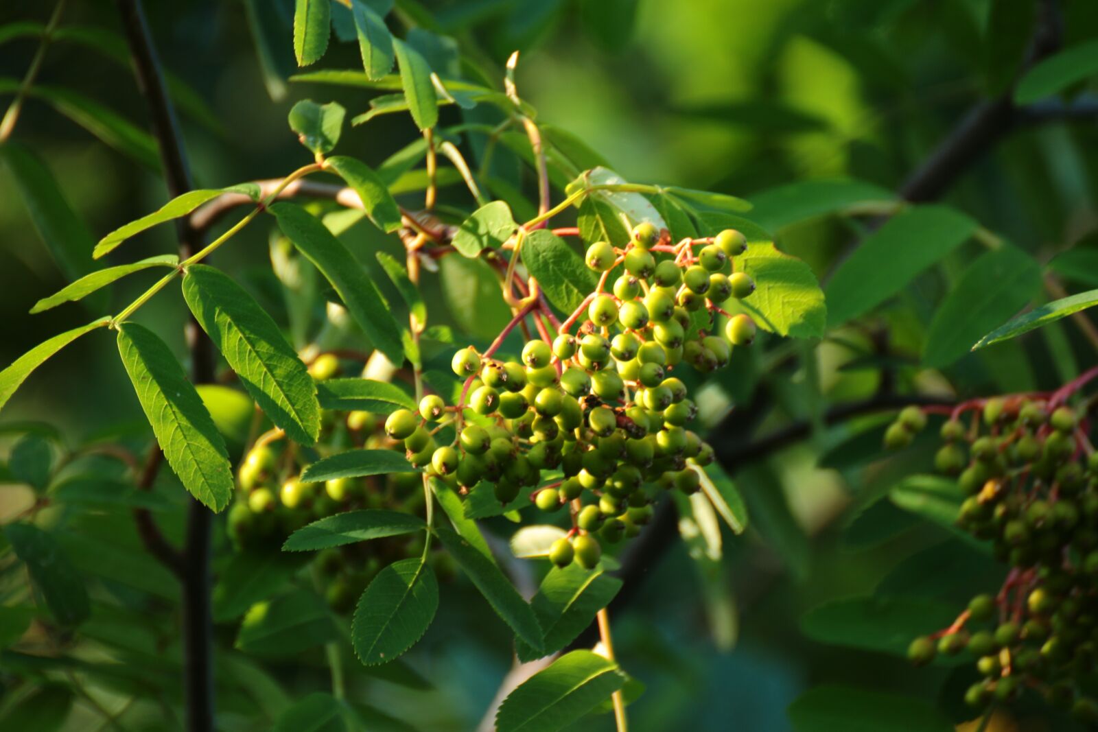 Canon EOS 100D (EOS Rebel SL1 / EOS Kiss X7) sample photo. Unripe rowan berries, green photography
