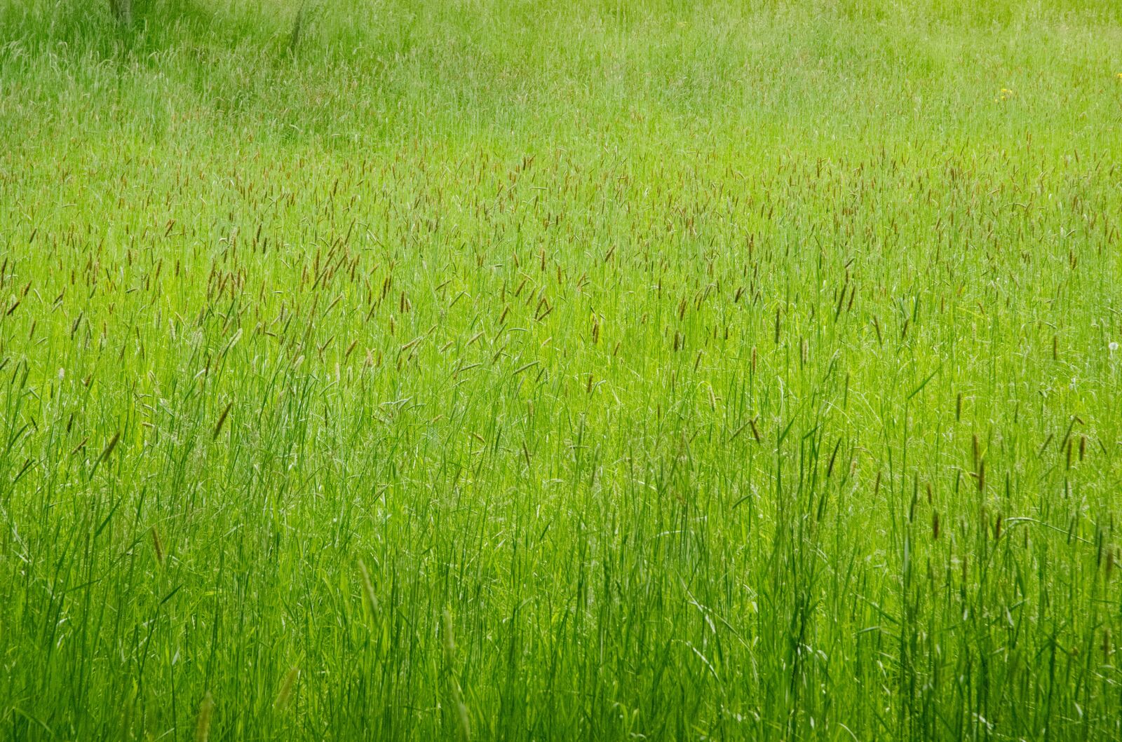 Nikon D70 sample photo. Grass, meadow, field photography
