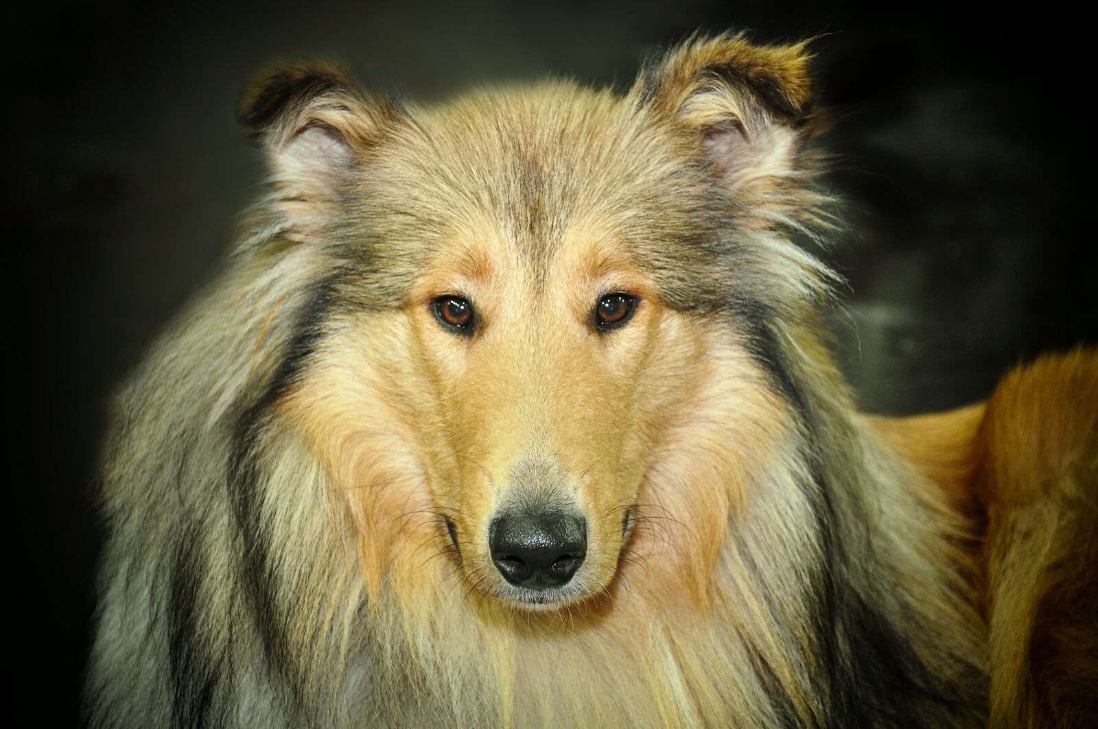 Nikon D90 sample photo. Dog, male, collie photography