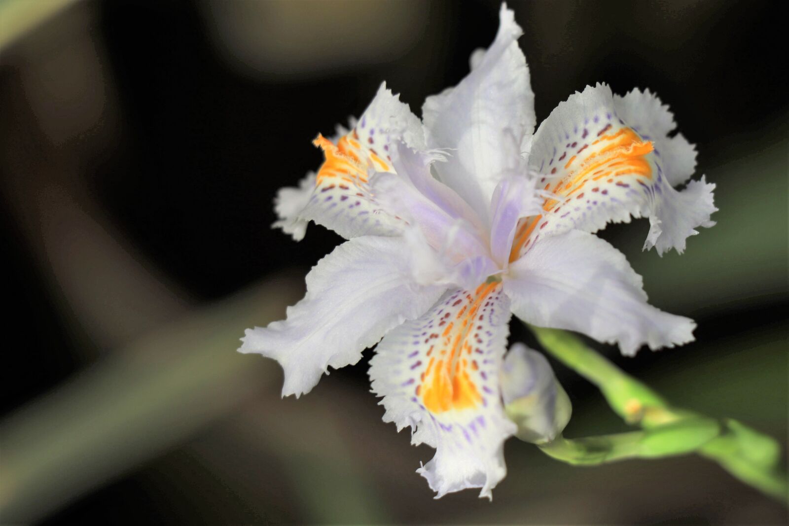 Canon EOS 77D (EOS 9000D / EOS 770D) sample photo. Flower, white, gentle photography