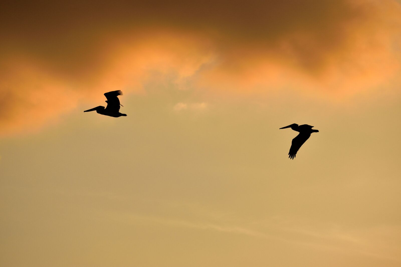 Nikon D3300 sample photo. Sunset, florida, birds photography