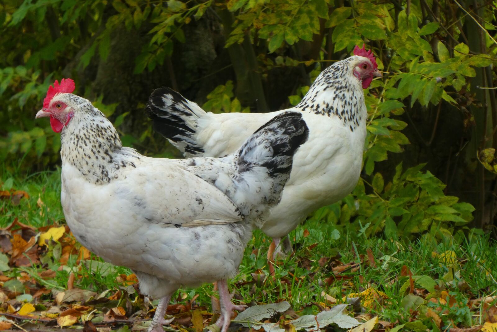 Panasonic Lumix DC-ZS70 (Lumix DC-TZ90) sample photo. Chickens, feathers, poultry photography