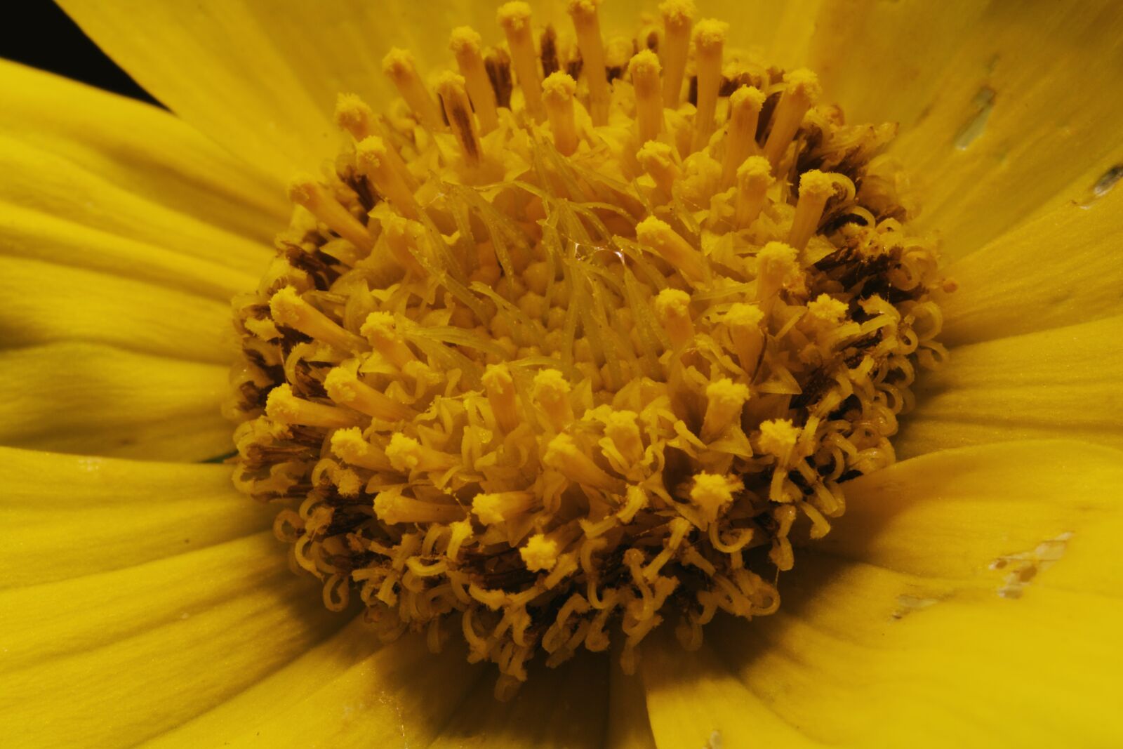 Canon EOS 750D (EOS Rebel T6i / EOS Kiss X8i) sample photo. Flower, petal, stem photography