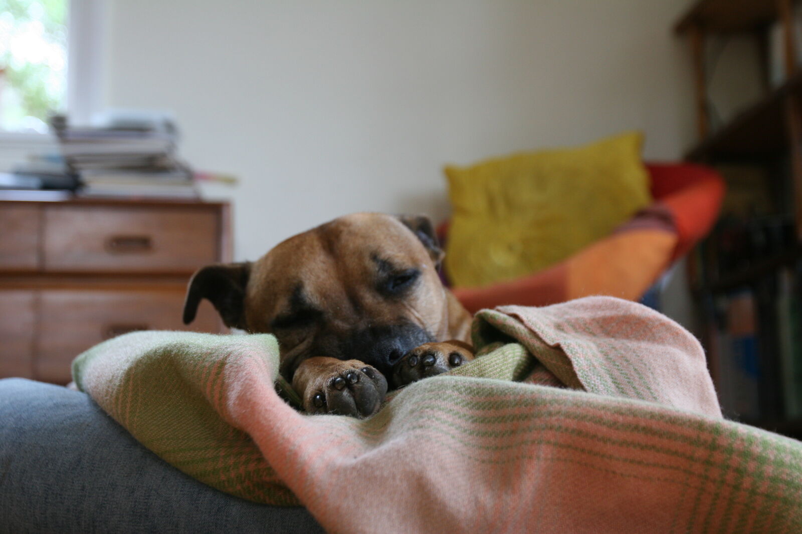 Canon EOS 20D sample photo. Bed, dog, gentle, sleeping photography