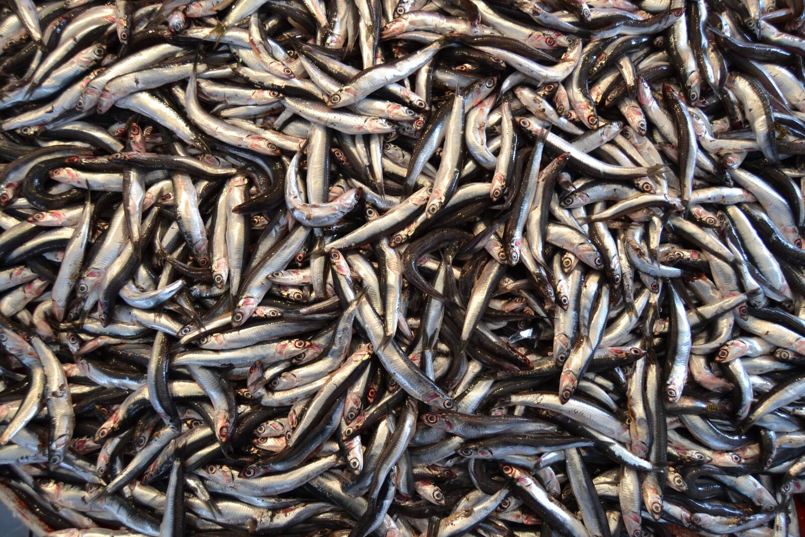 Nikon D3100 sample photo. Anchovy, fish, marine photography
