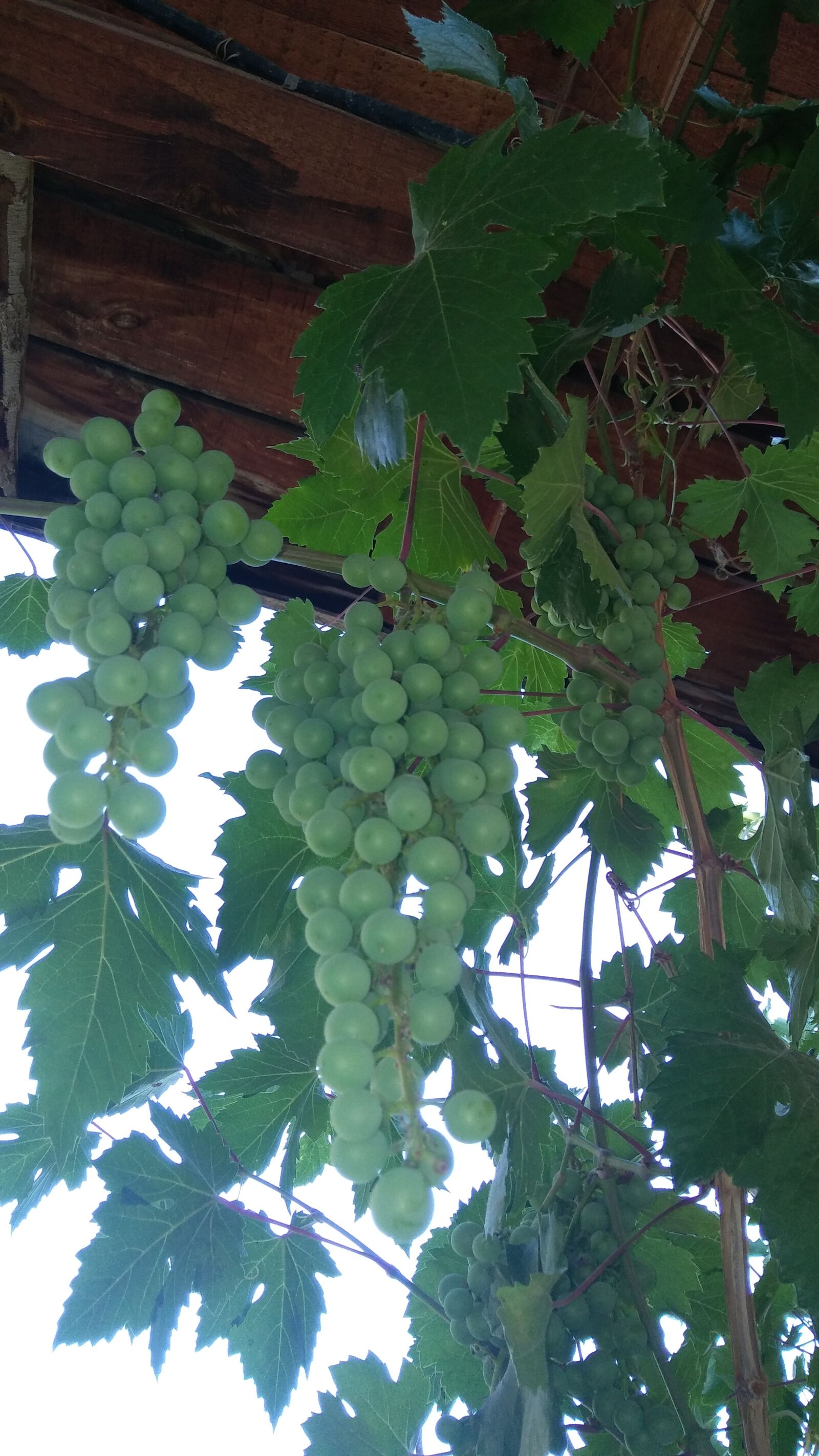 LG K520 sample photo. Grape, delicious, healthy photography