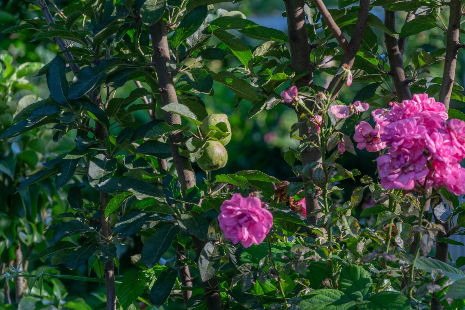 Nikon D3300 sample photo. Flower, garden, flowers photography