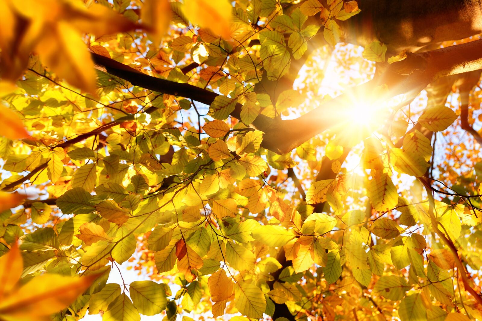Nikon D800 sample photo. Autumn, leaves, forest photography