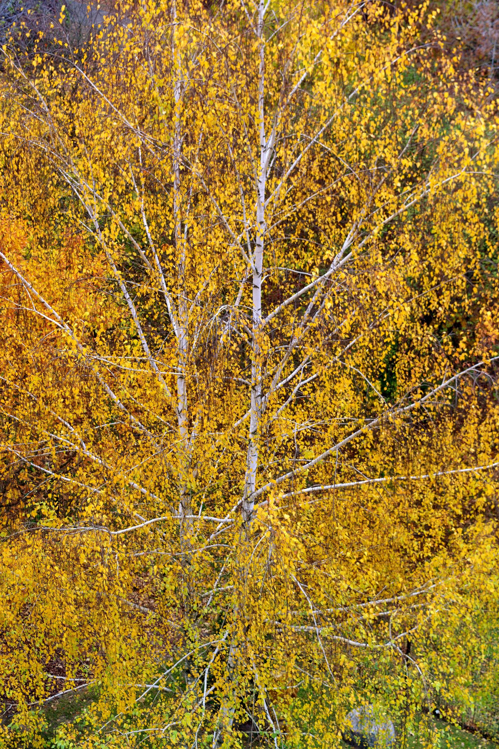 Nikon D3100 sample photo. Nature, trees, branches photography