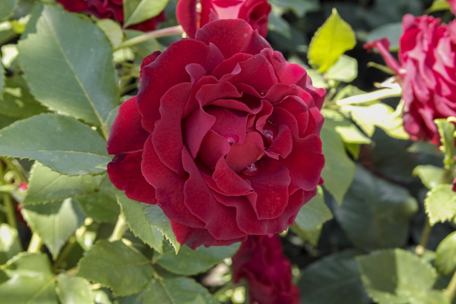 Samsung NX1100 sample photo. Rose, flower, drops photography