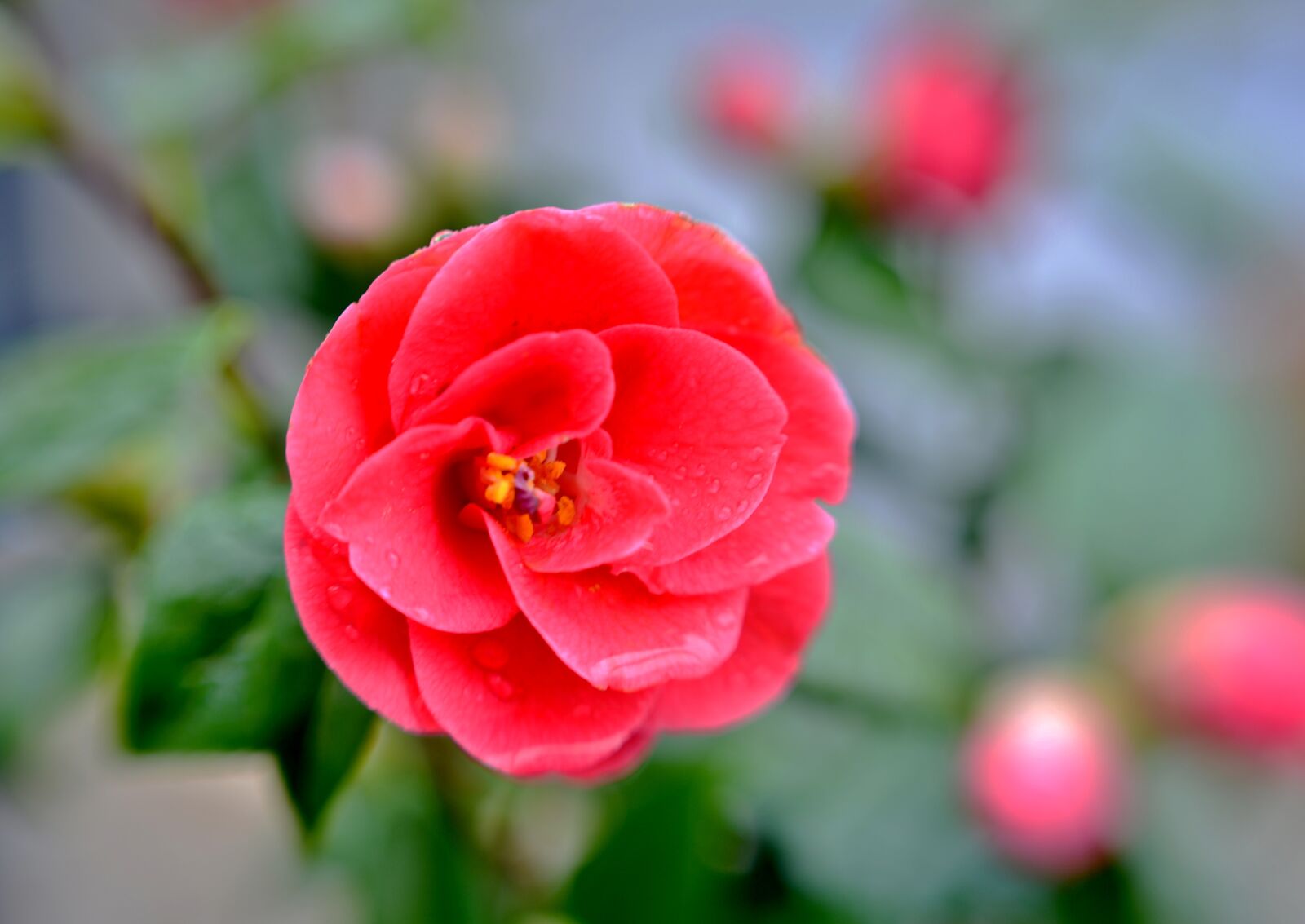 Nikon D600 sample photo. Flower, pink, nature photography