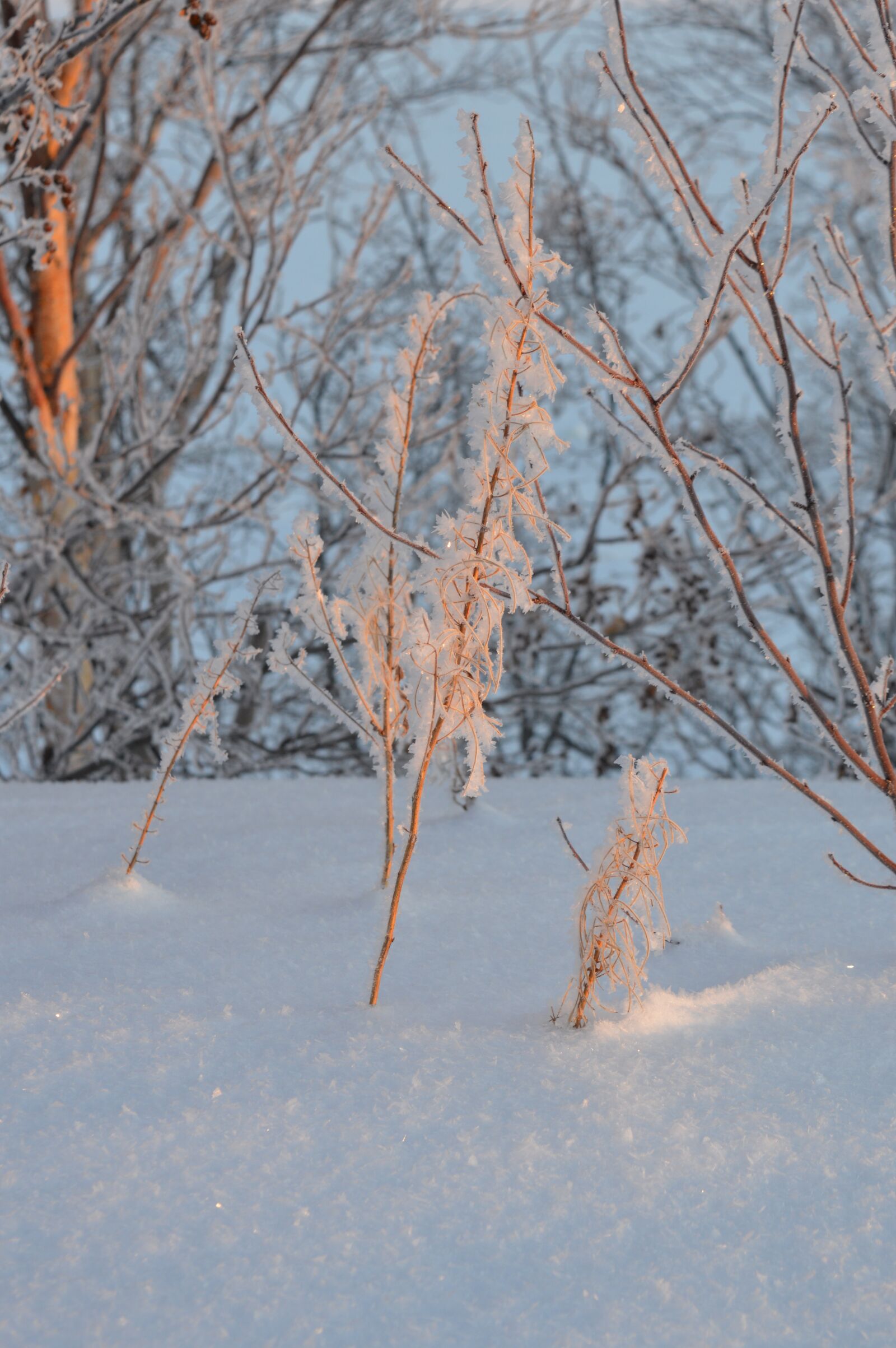Nikon D3200 sample photo. Frost, winter, cold photography