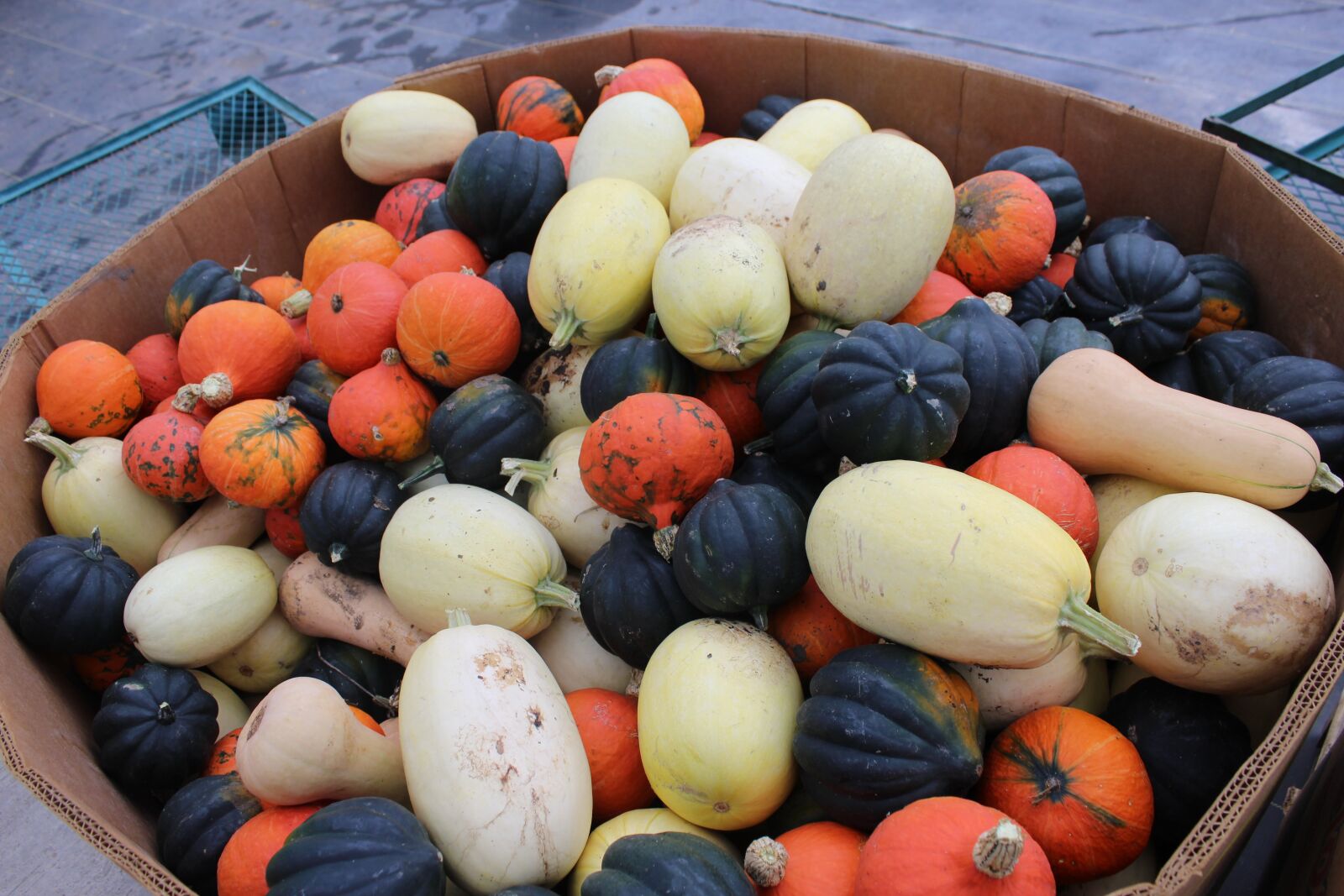 Canon EOS 1200D (EOS Rebel T5 / EOS Kiss X70 / EOS Hi) sample photo. Winter squash, johnson farms photography