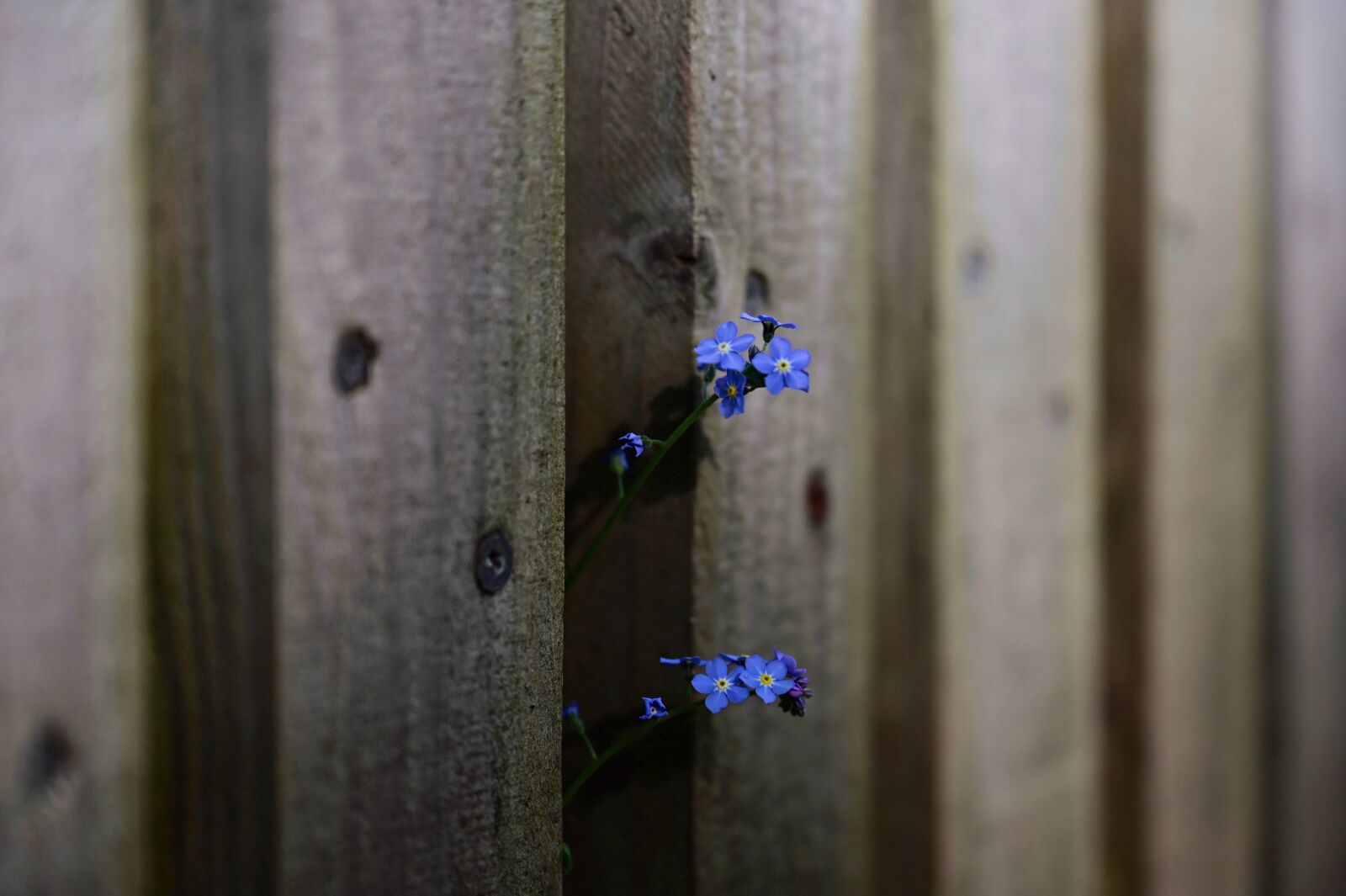 Nikon Nikkor Z 24-70mm F2.8 S sample photo. Forget me not, fence photography