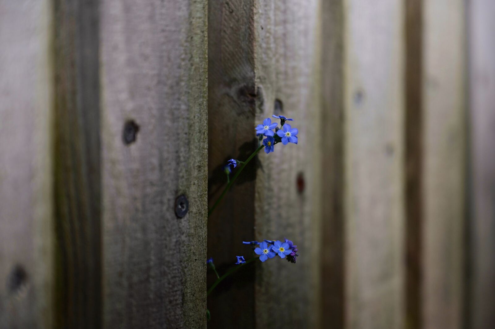 Nikon Z6 sample photo. Forget me not, fence photography