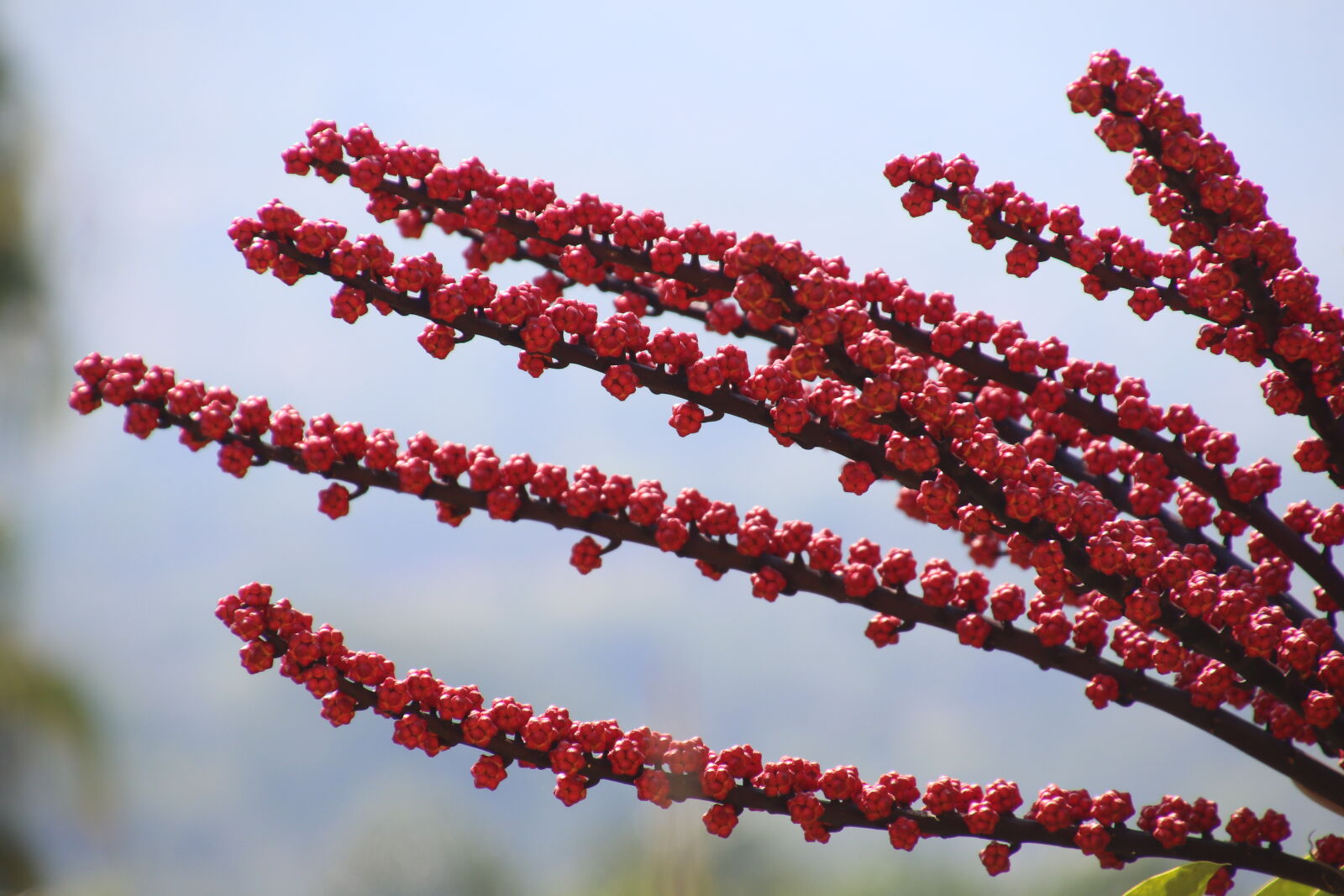 Canon EOS 7D Mark II sample photo. Flowers, garden, grow, red photography
