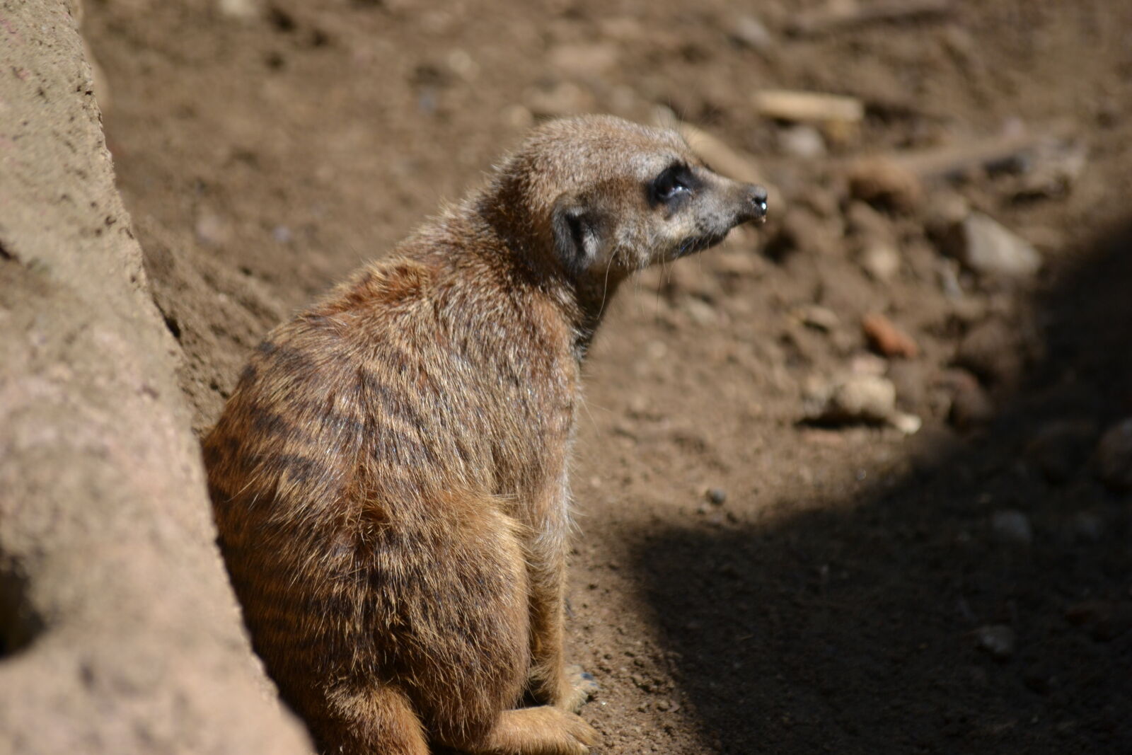 Nikon D3100 sample photo. Meerkat photography